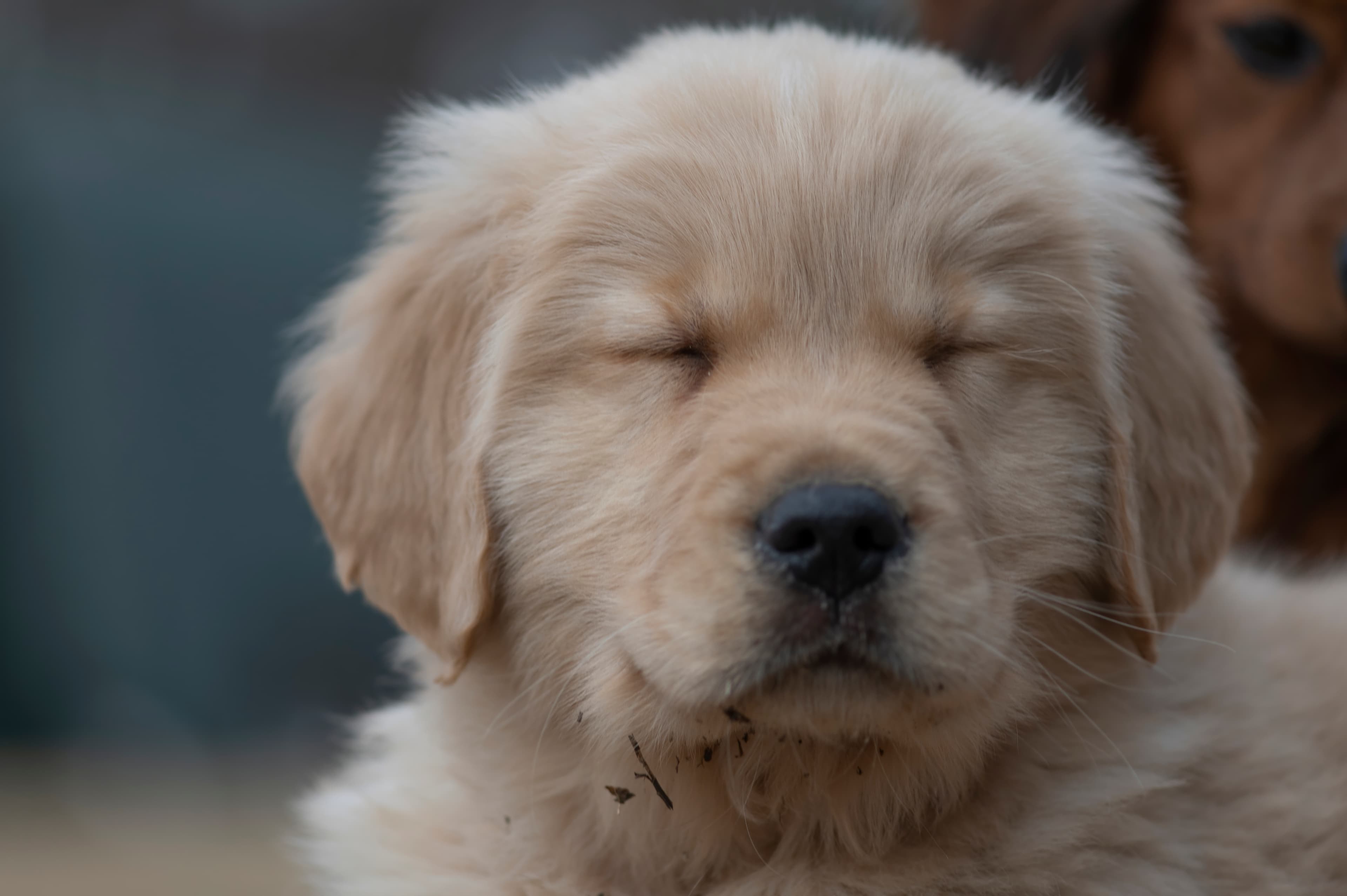 Puppies — SRitaPastor118 1 f