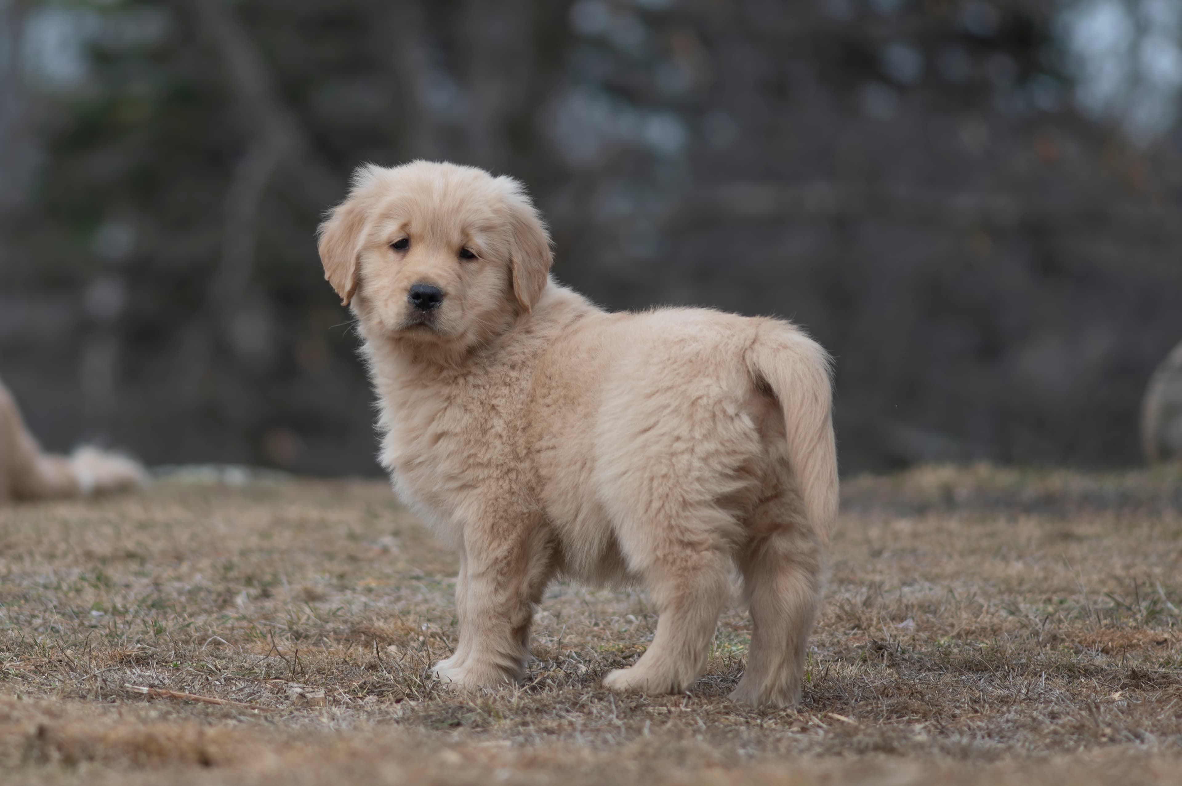 Puppies — SRitaPastor138 f