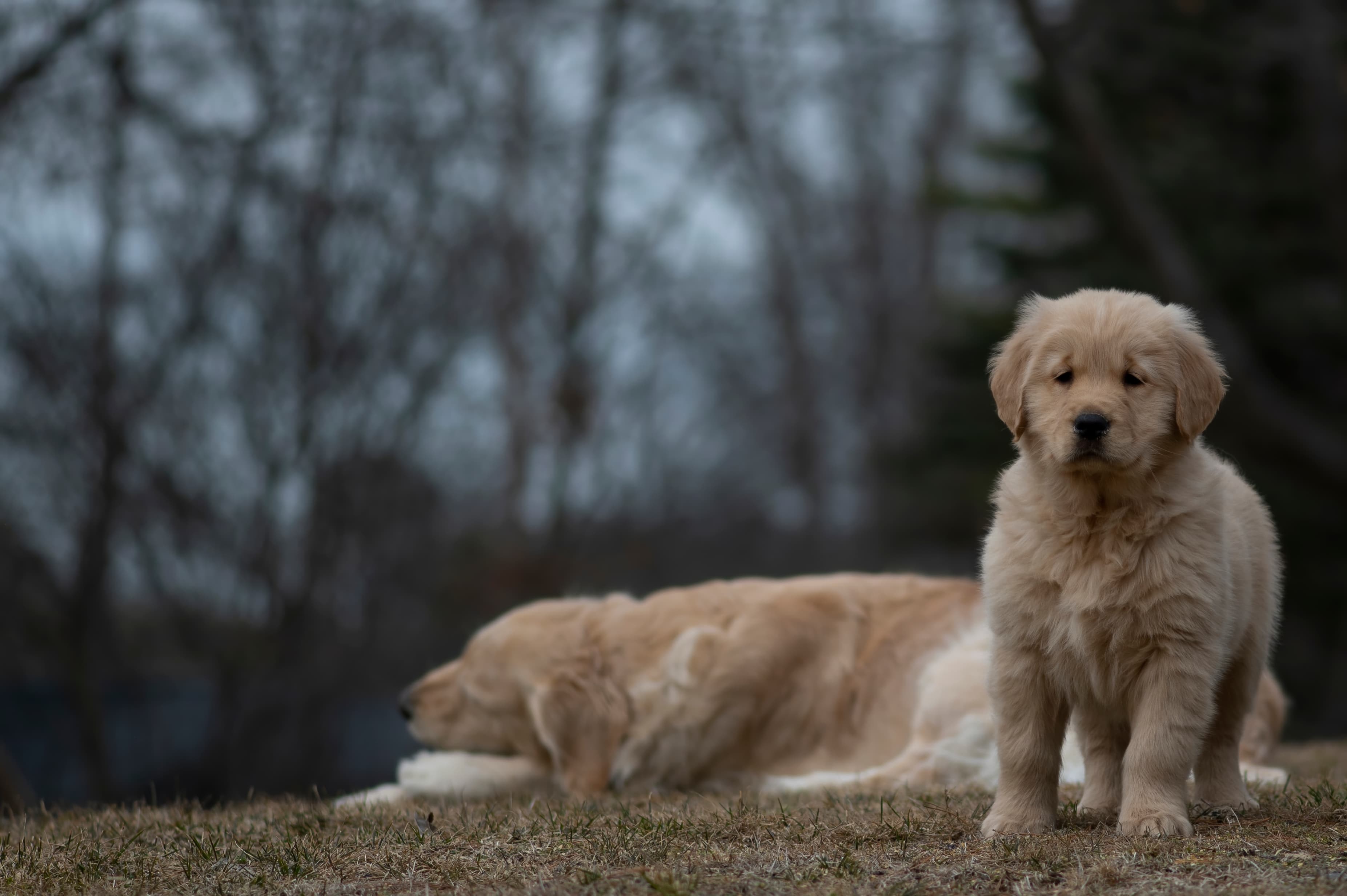 Puppies — SRitaPastor322 f