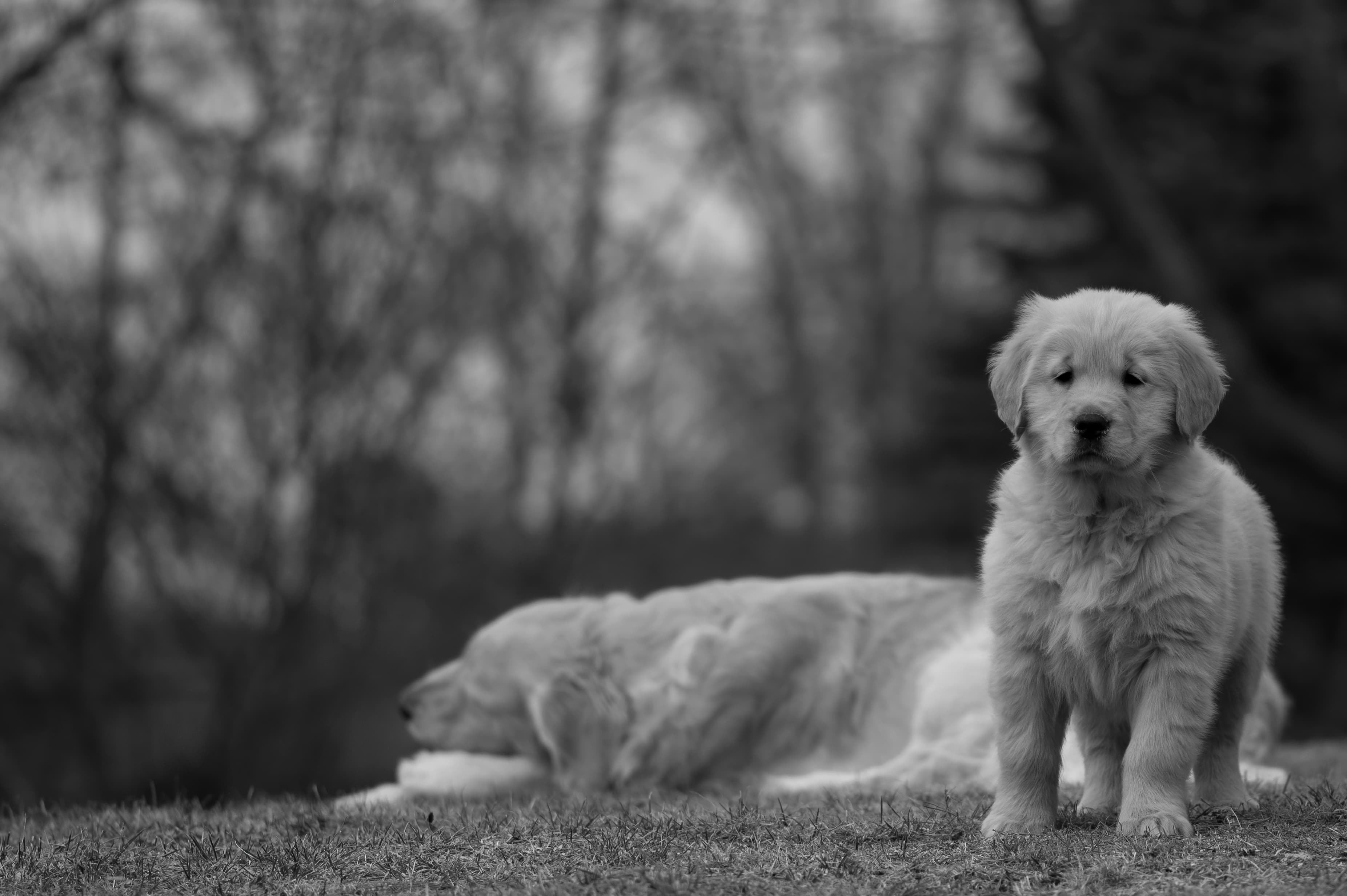 Puppies — SRitaPastor322 1 f