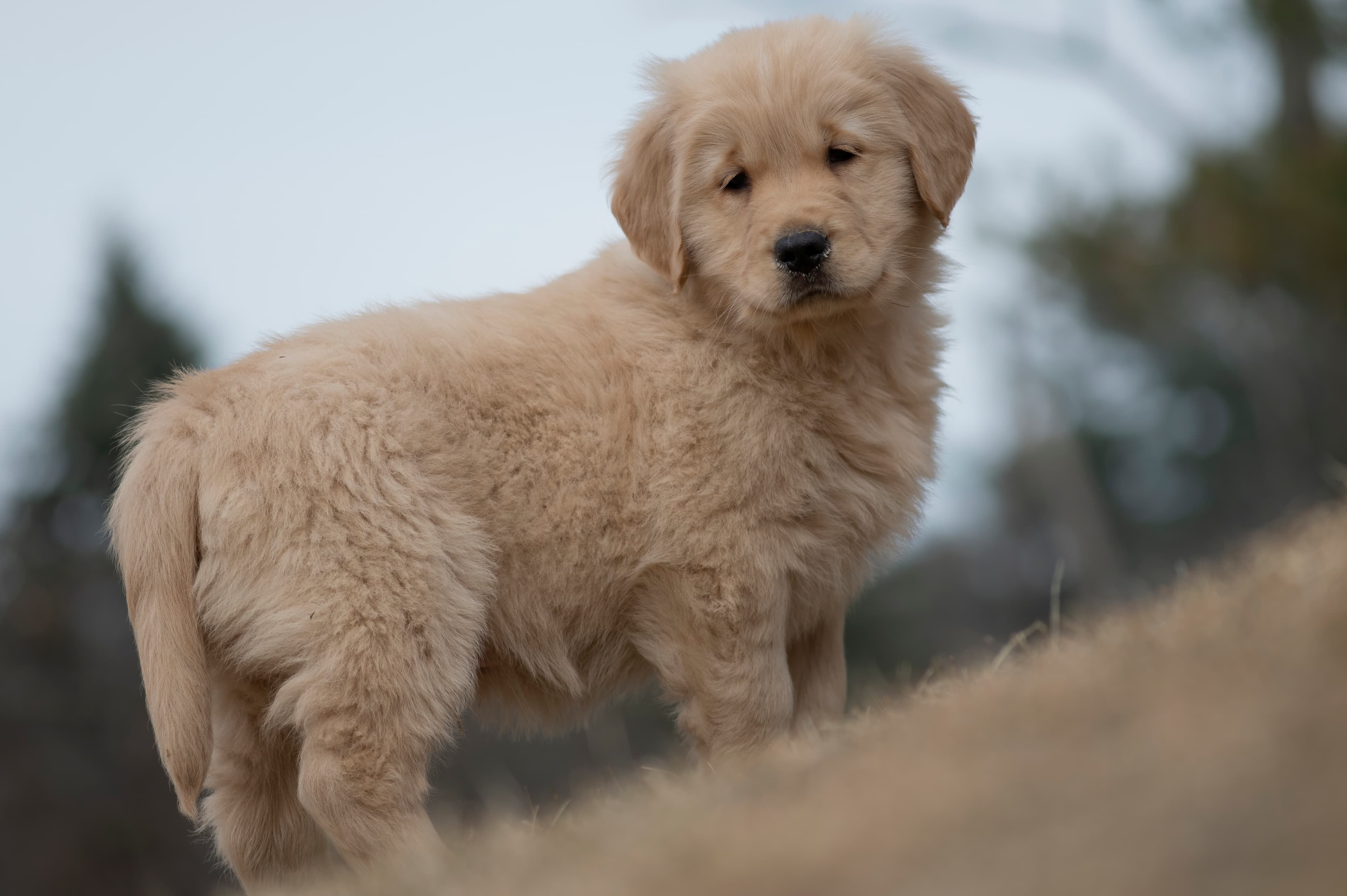 Puppies — SRitaPastor461 f
