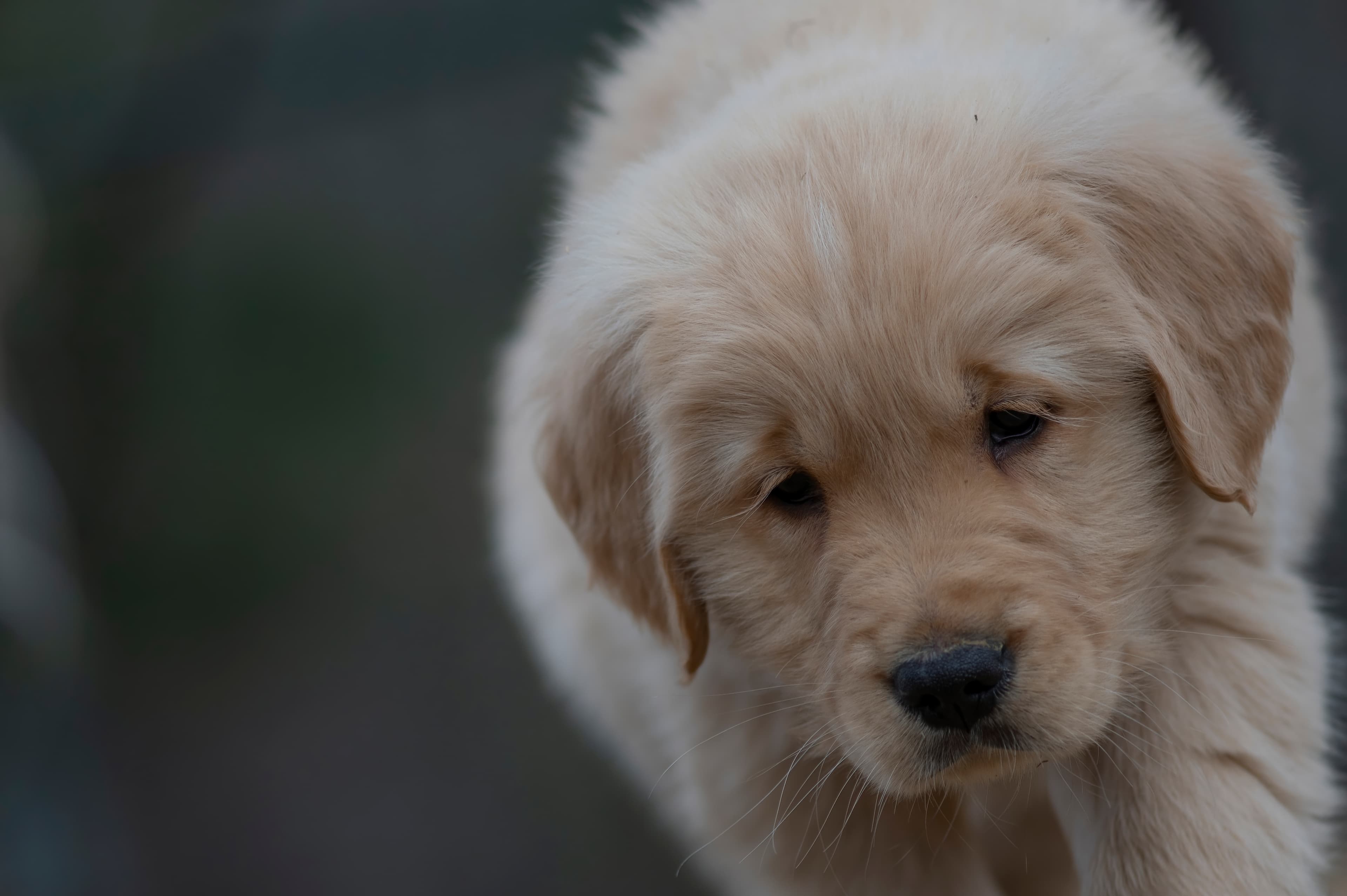 Puppies — SRitaPastor526 f