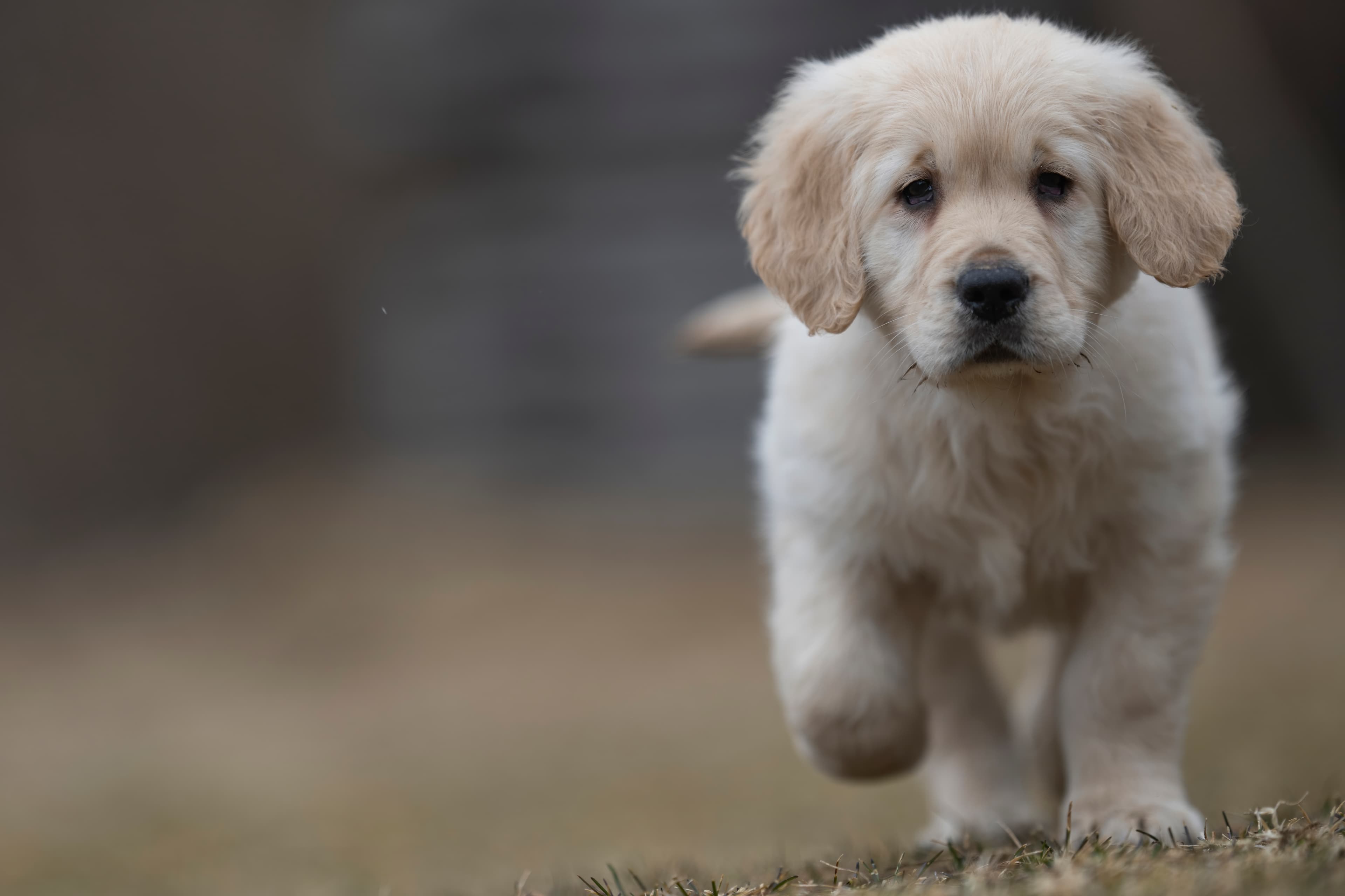 Puppies — RitaKelsey124 f