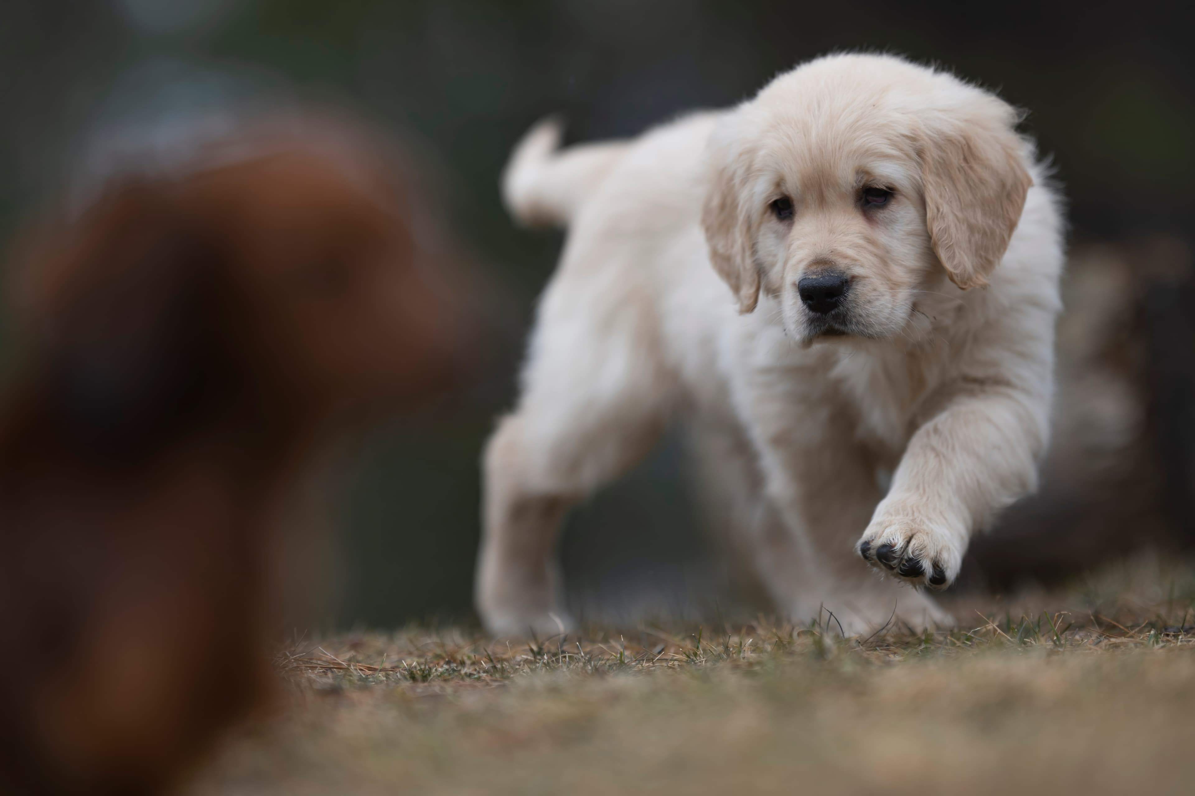 Puppies — RitaKelsey203 f