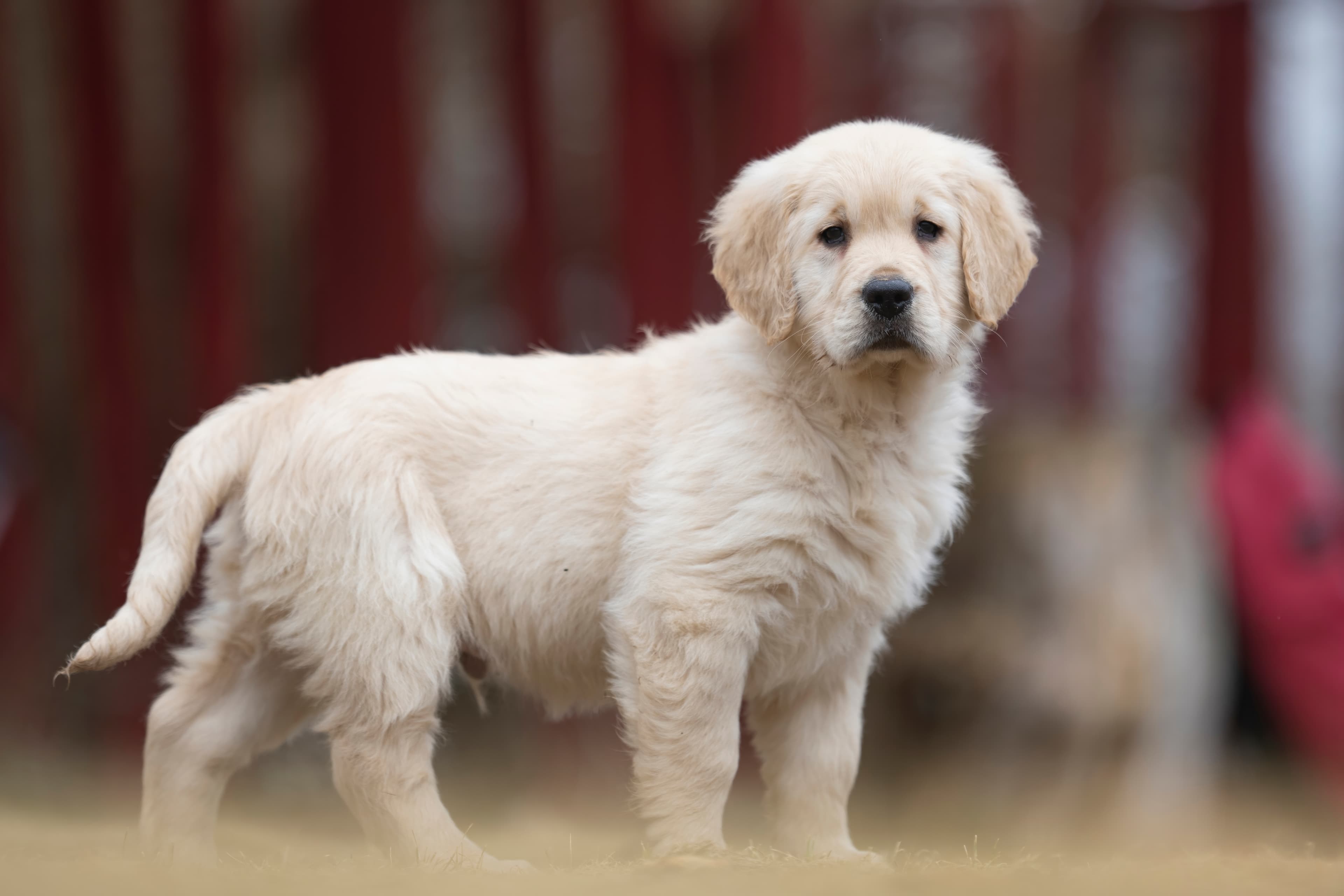Puppies — RitaKelsey251 f