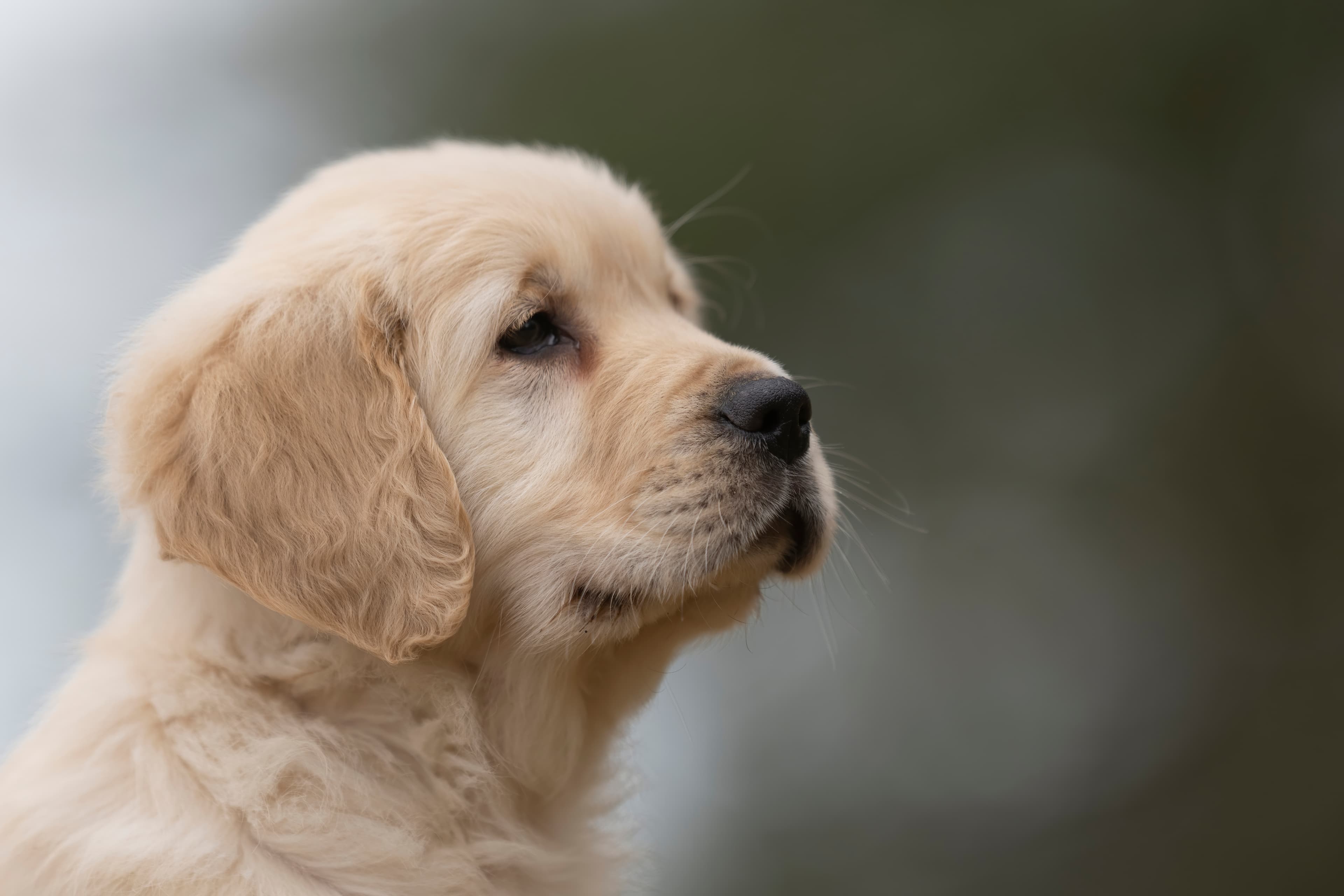 Puppies — RitaKelsey372 f