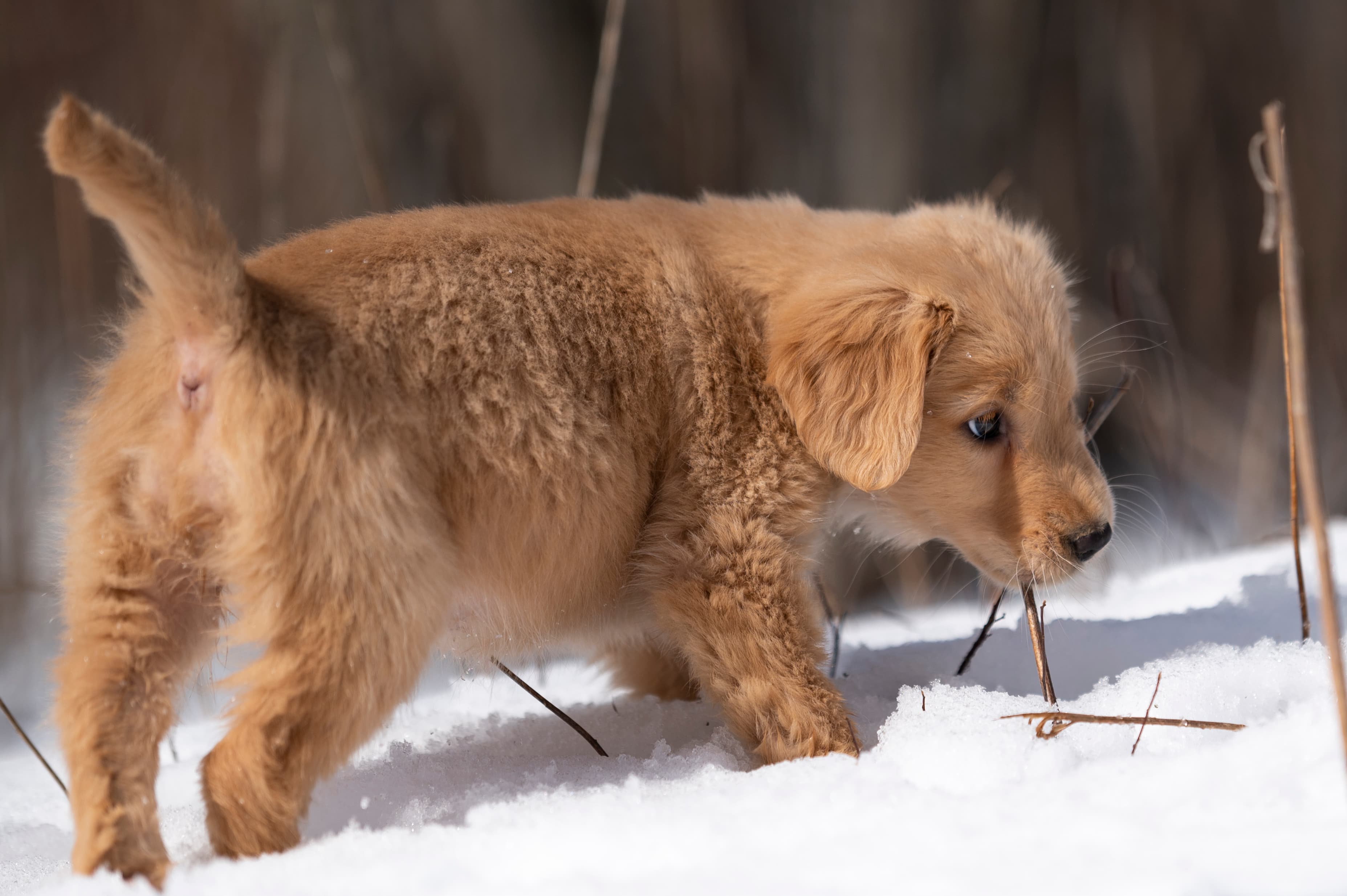 Puppies — CaroliVioletPups014