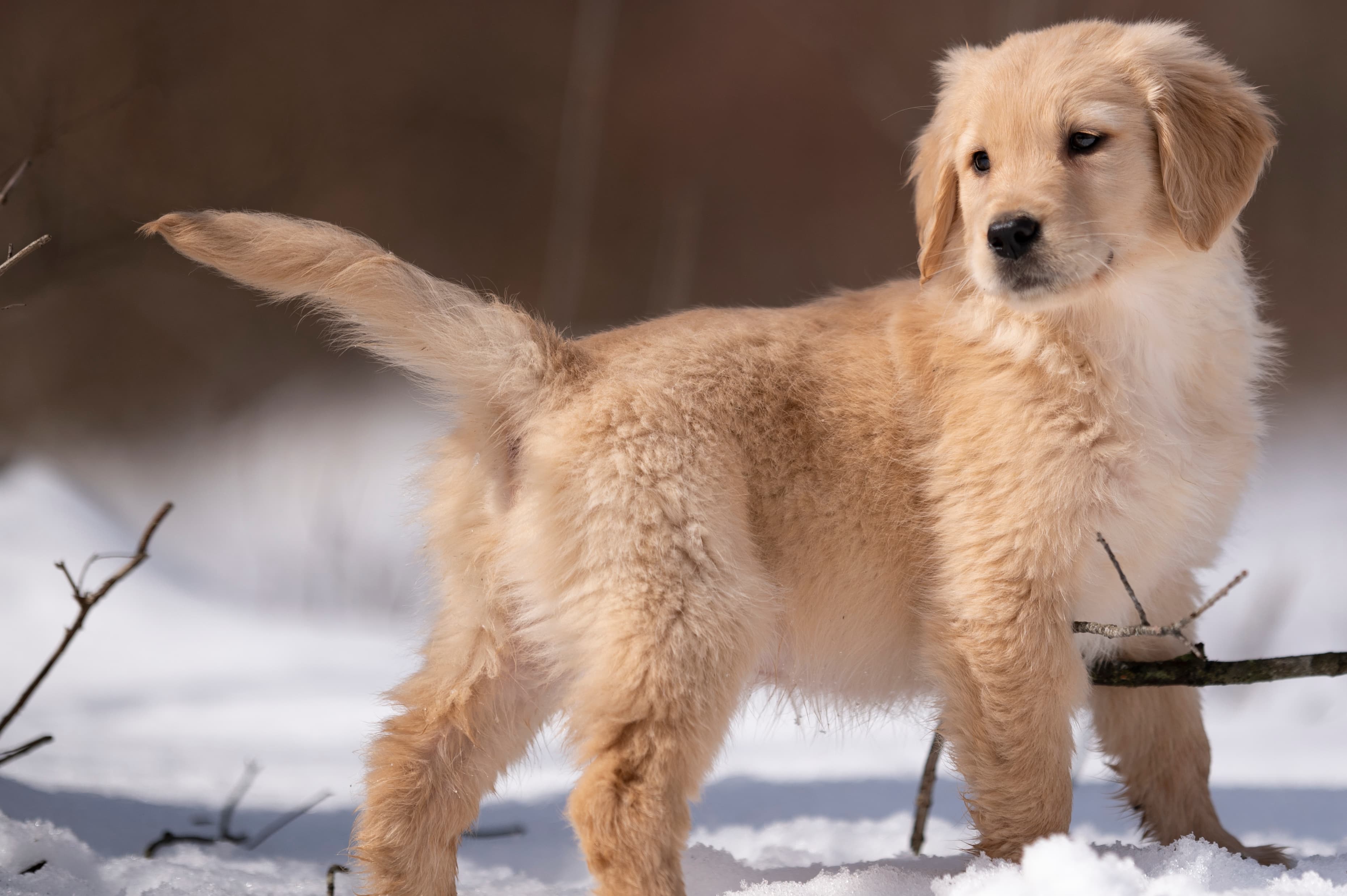 Puppies — CaroliVioletPups048