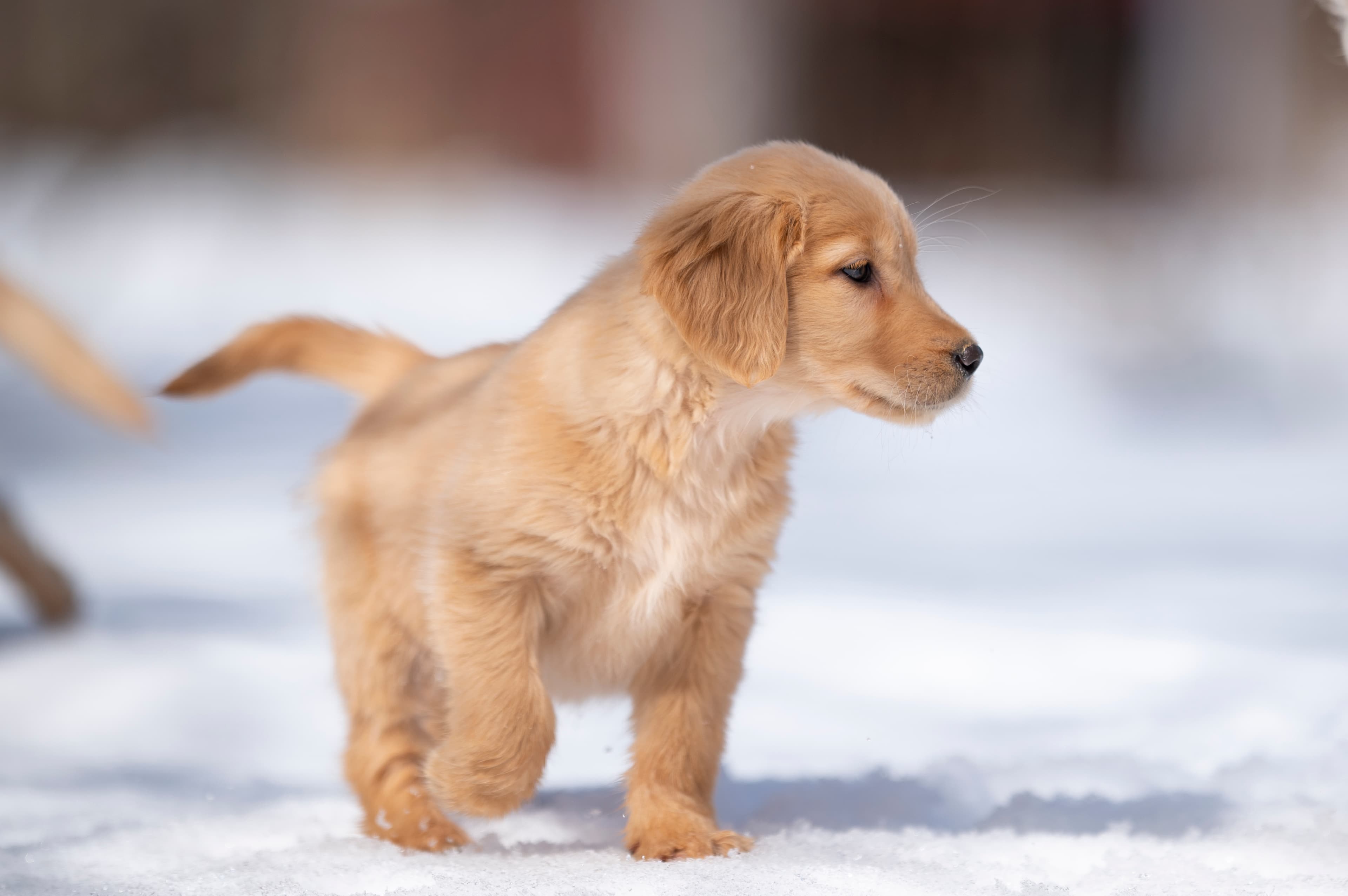 Puppies — CaroliVioletPups268