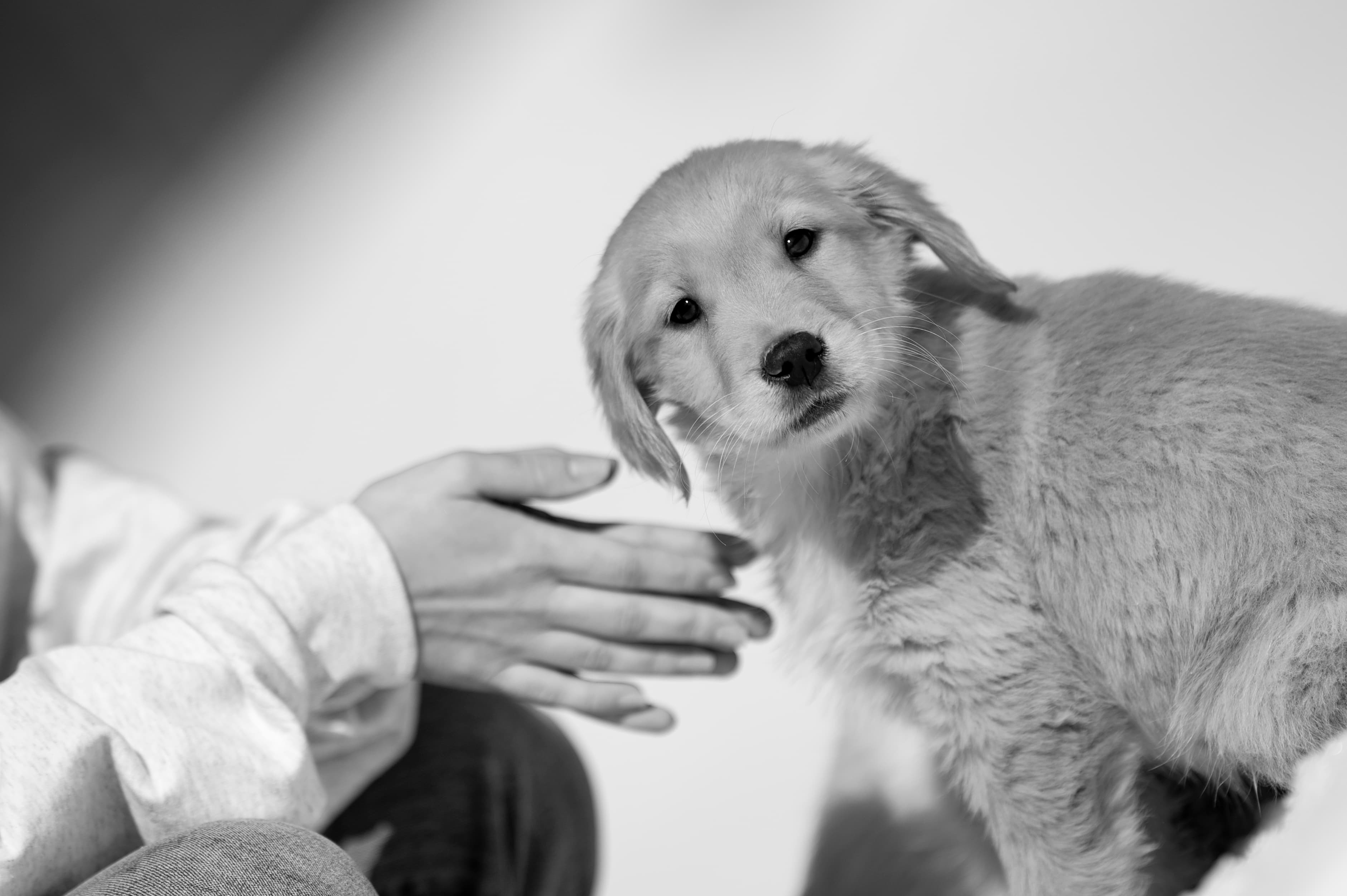 Puppies — CaroliVioletPups479