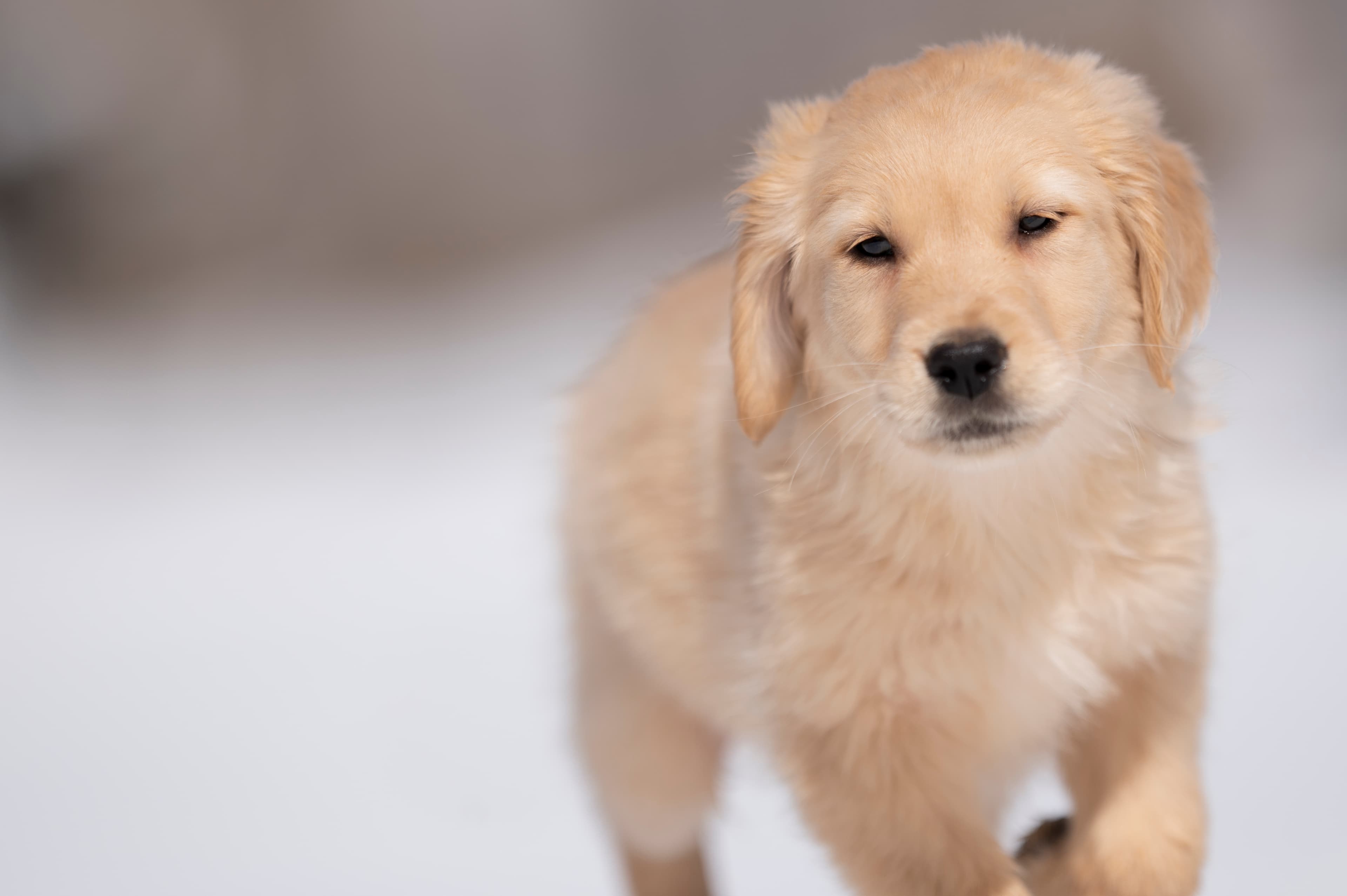 Puppies — CaroliVioletPups488
