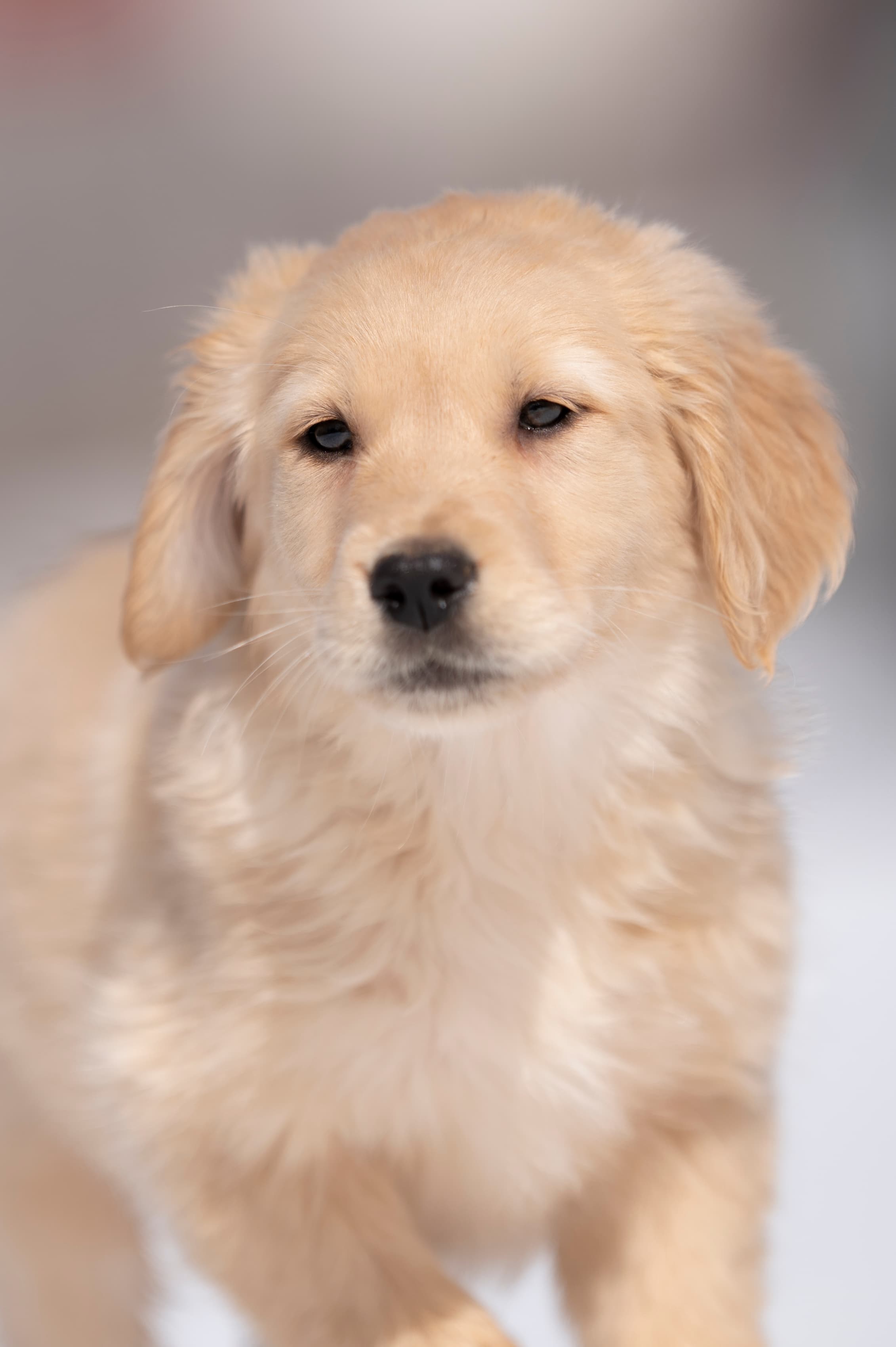 Puppies — CaroliVioletPups490