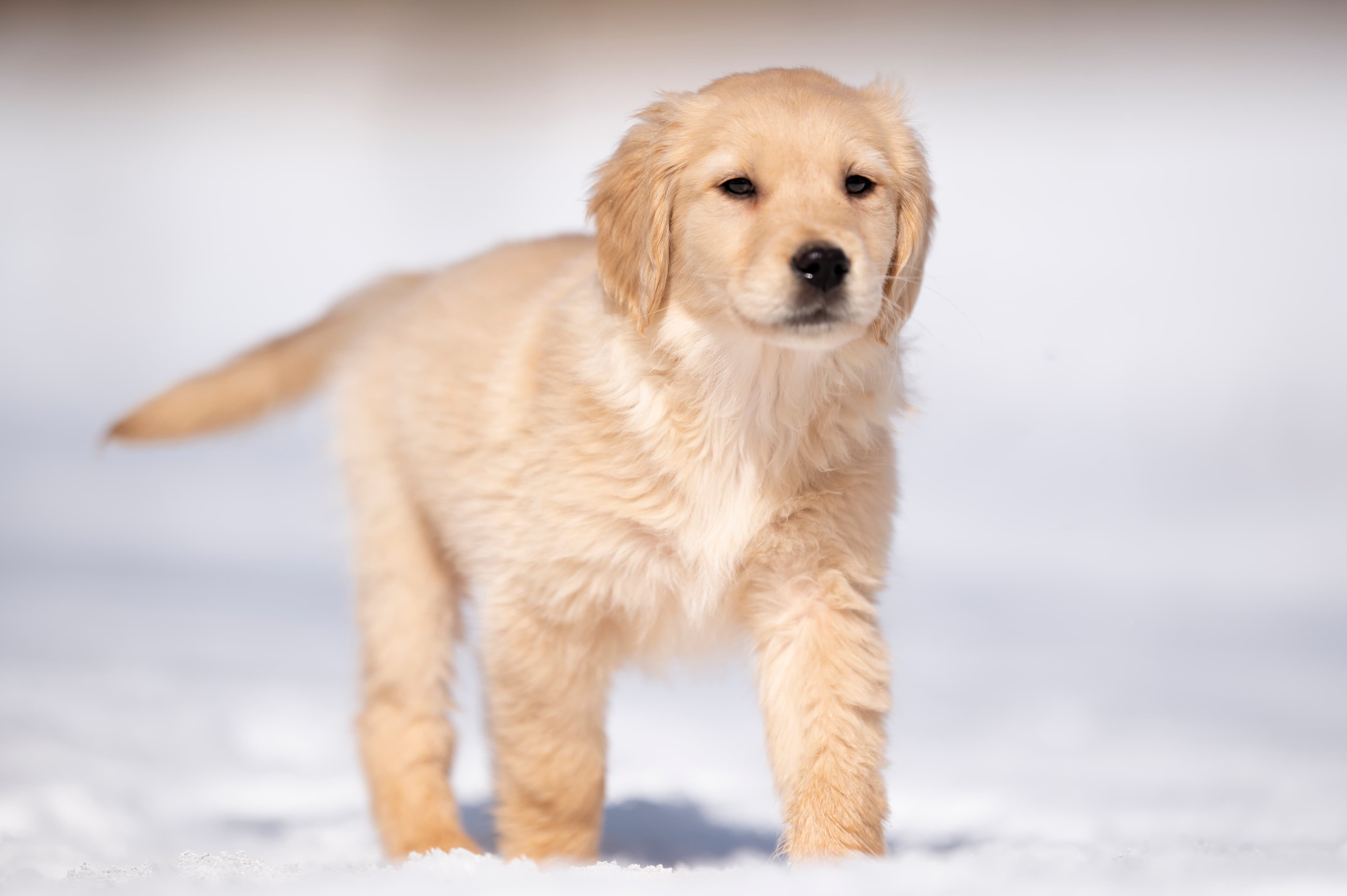 Puppies — CaroliVioletPups510