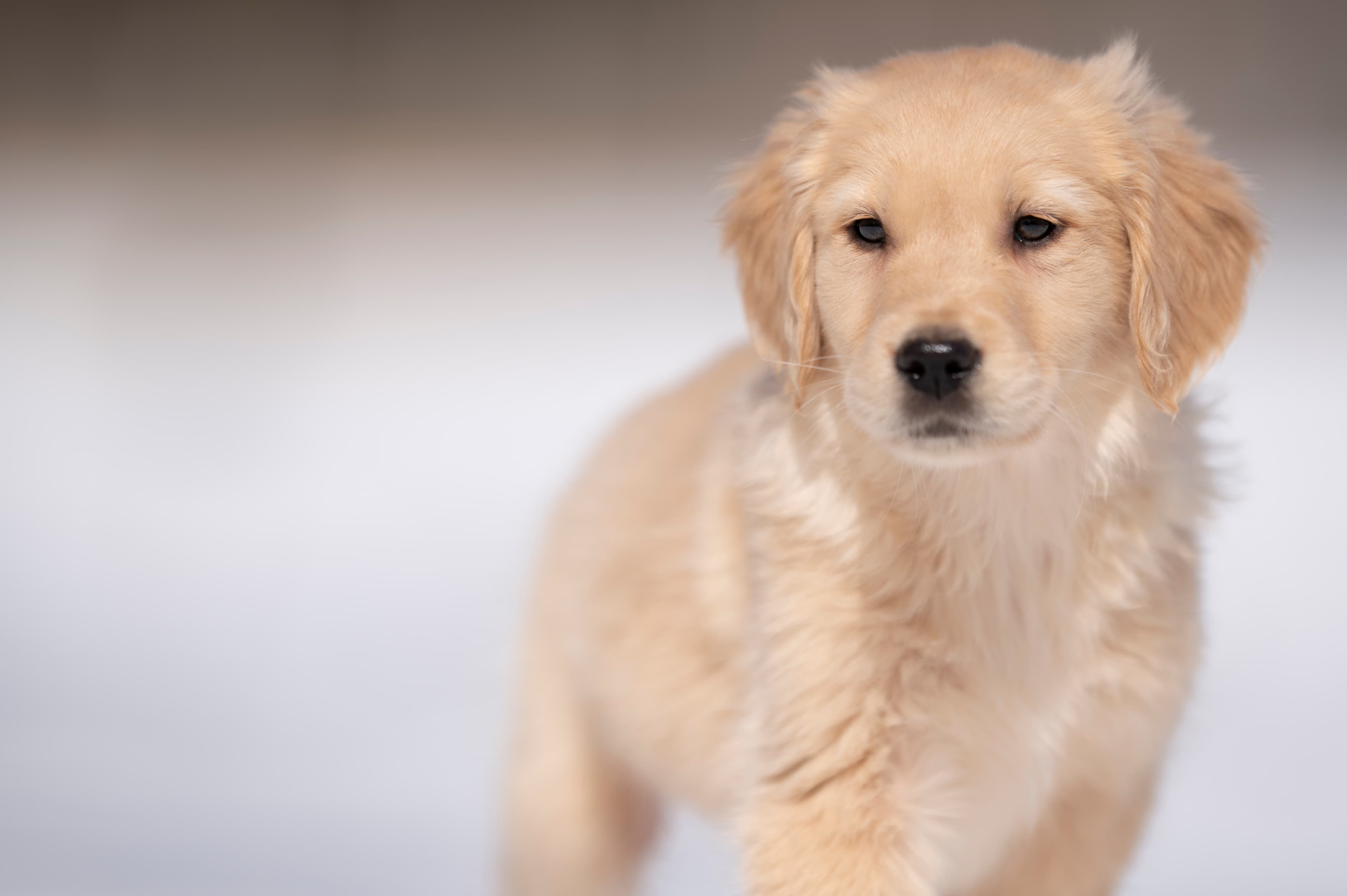 Puppies — CaroliVioletPups517