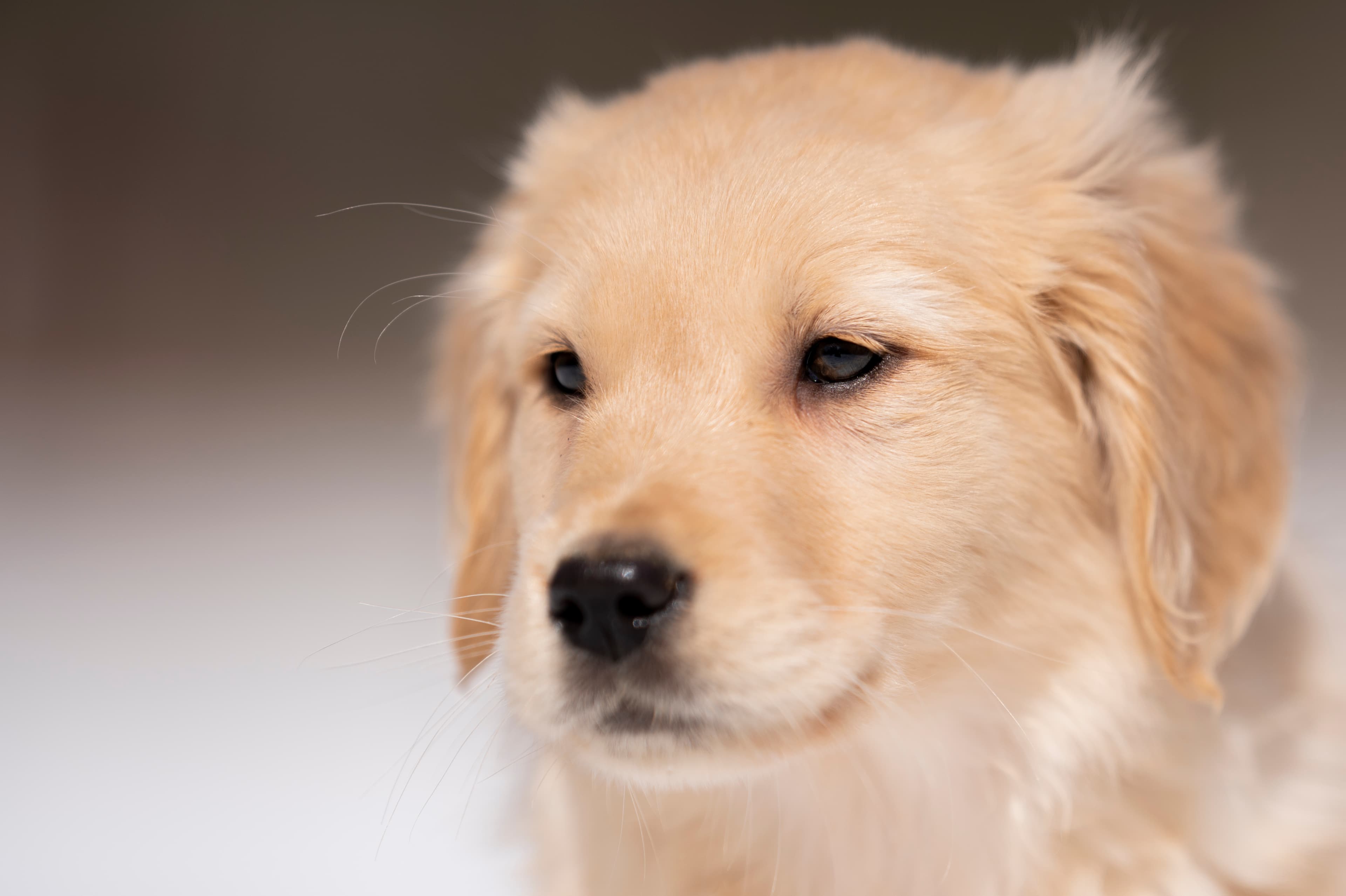 Puppies — CaroliVioletPups519