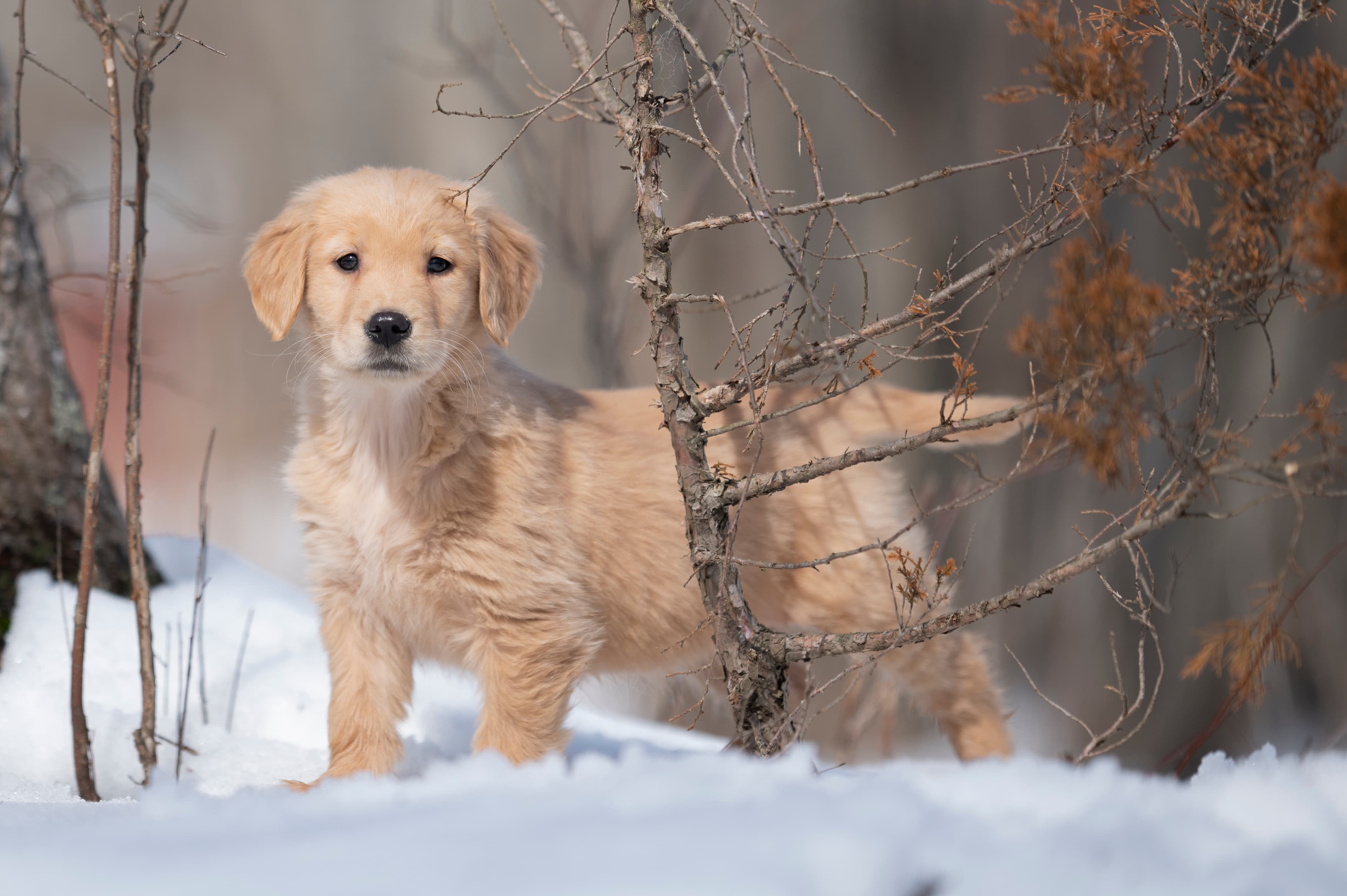 Puppies — CaroliVioletPups561