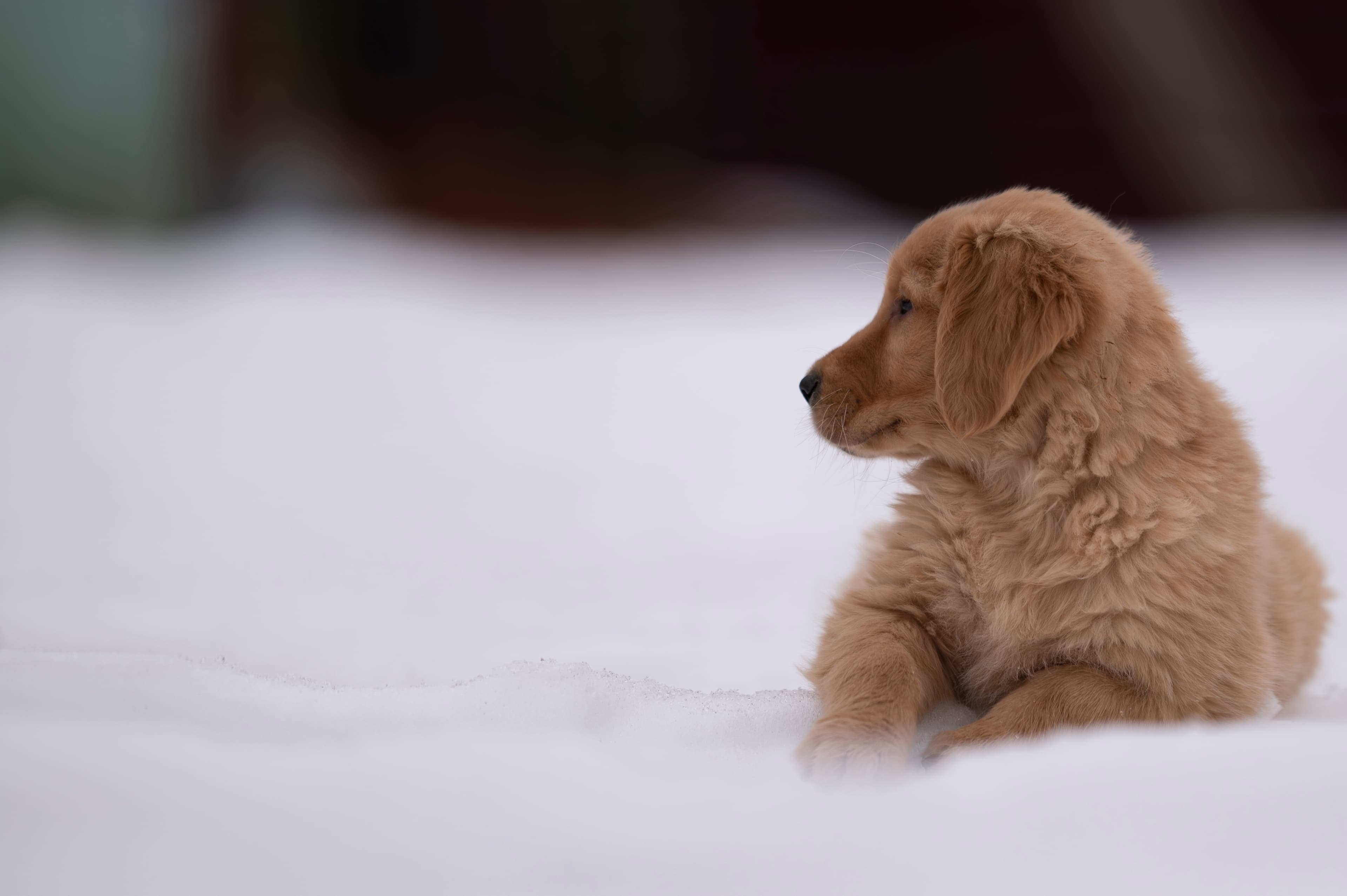 Puppies — VioRedM117