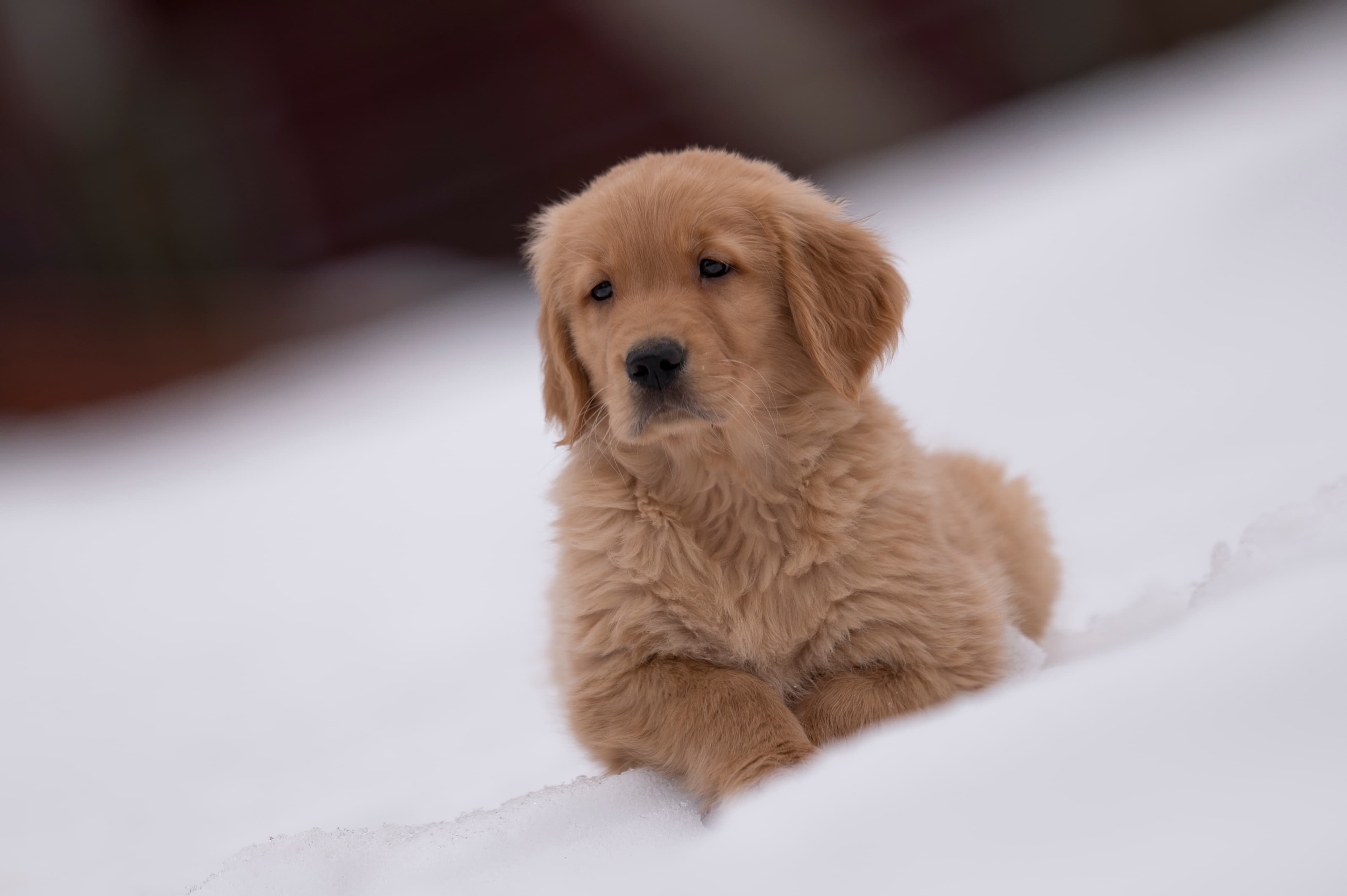 Puppies — VioRedM129