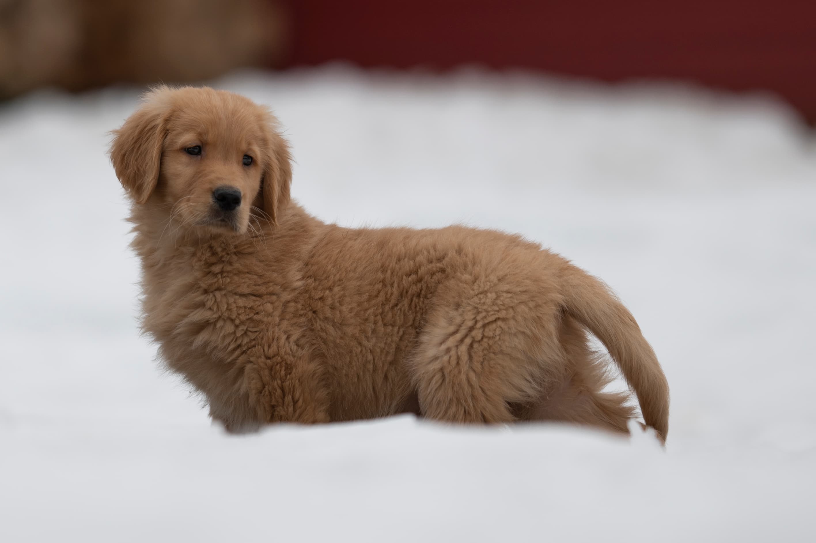 Puppies — VioRedM275
