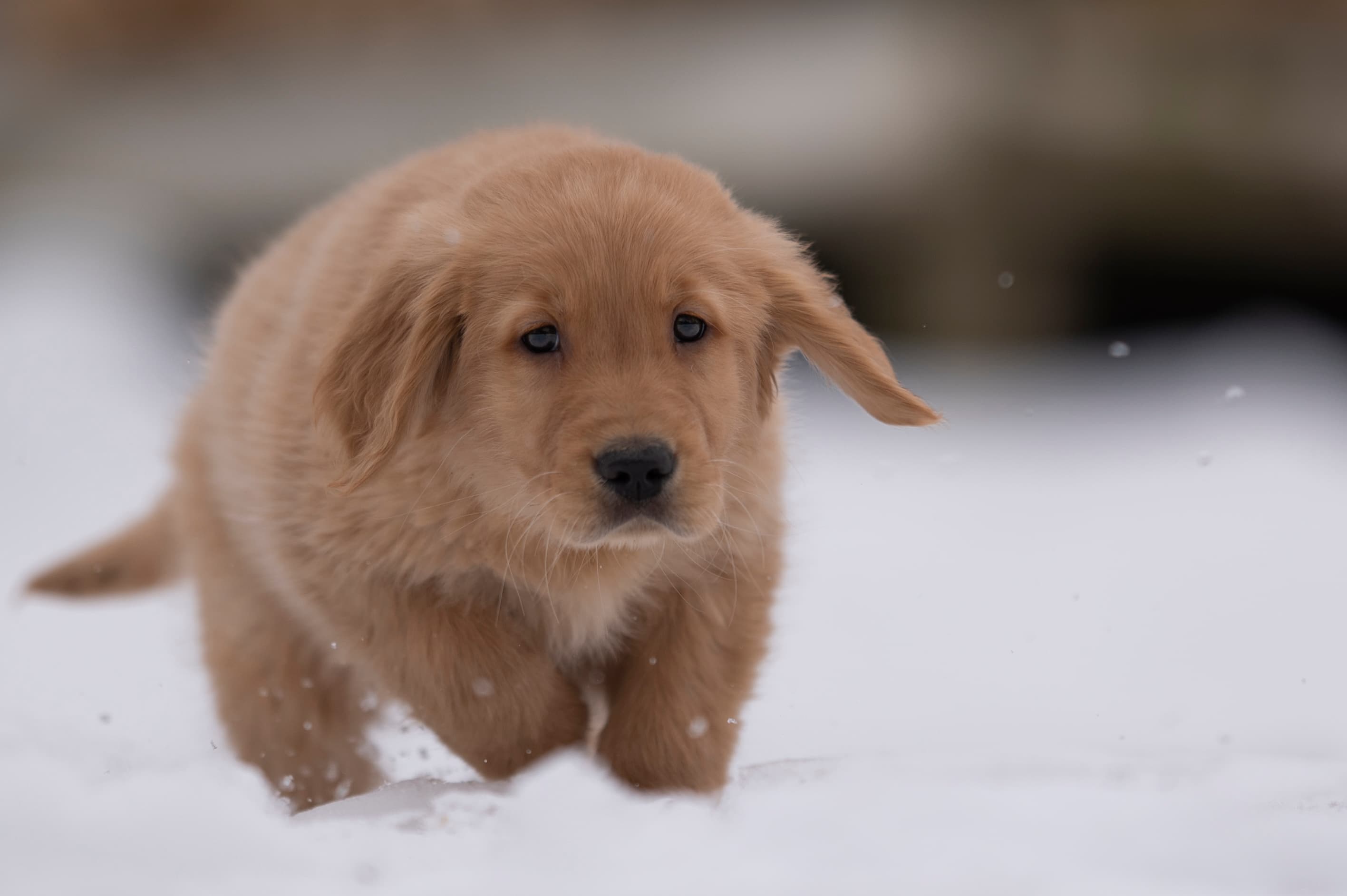 Puppies — VioRedM290