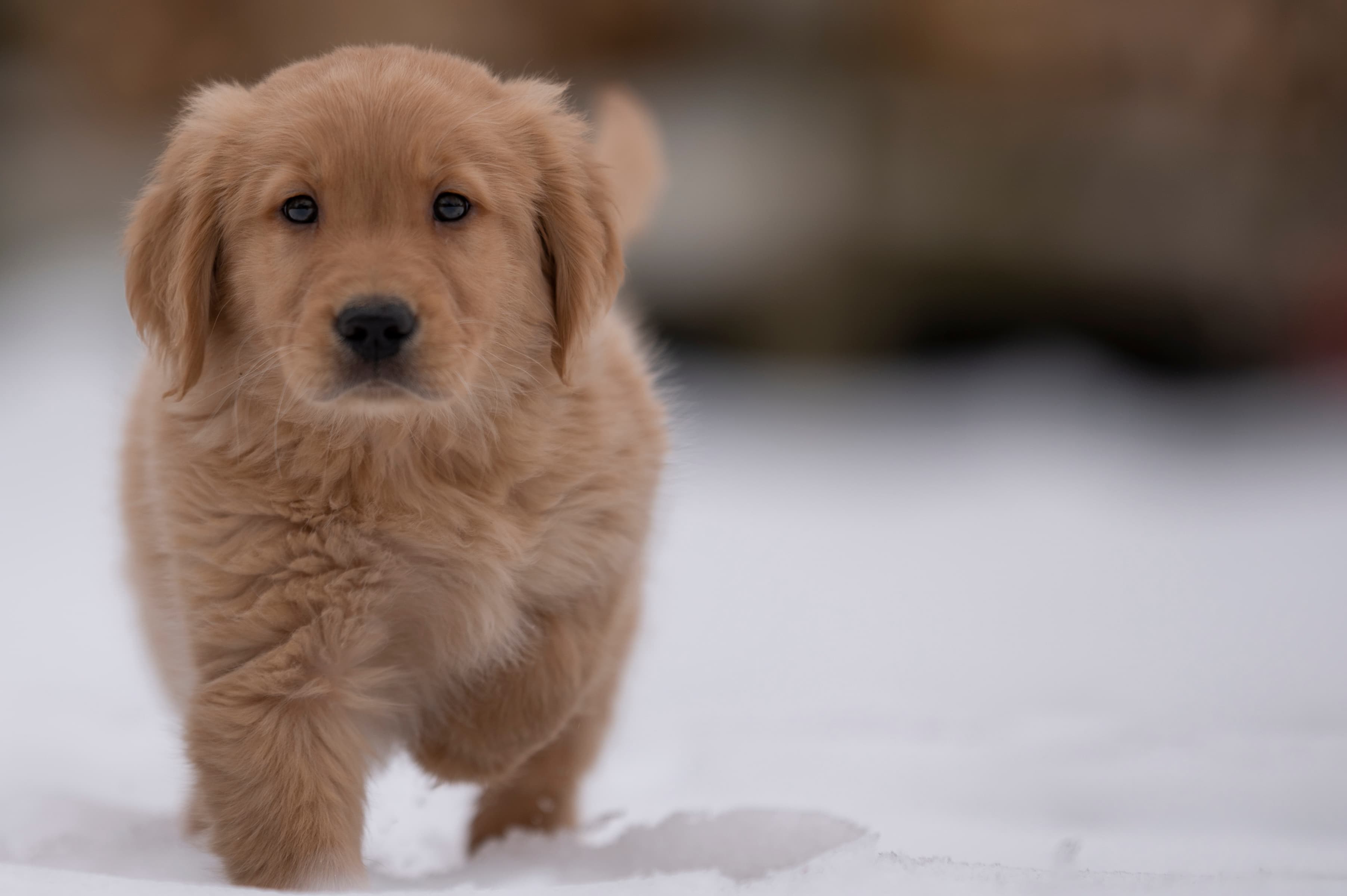 Puppies — VioRedM298