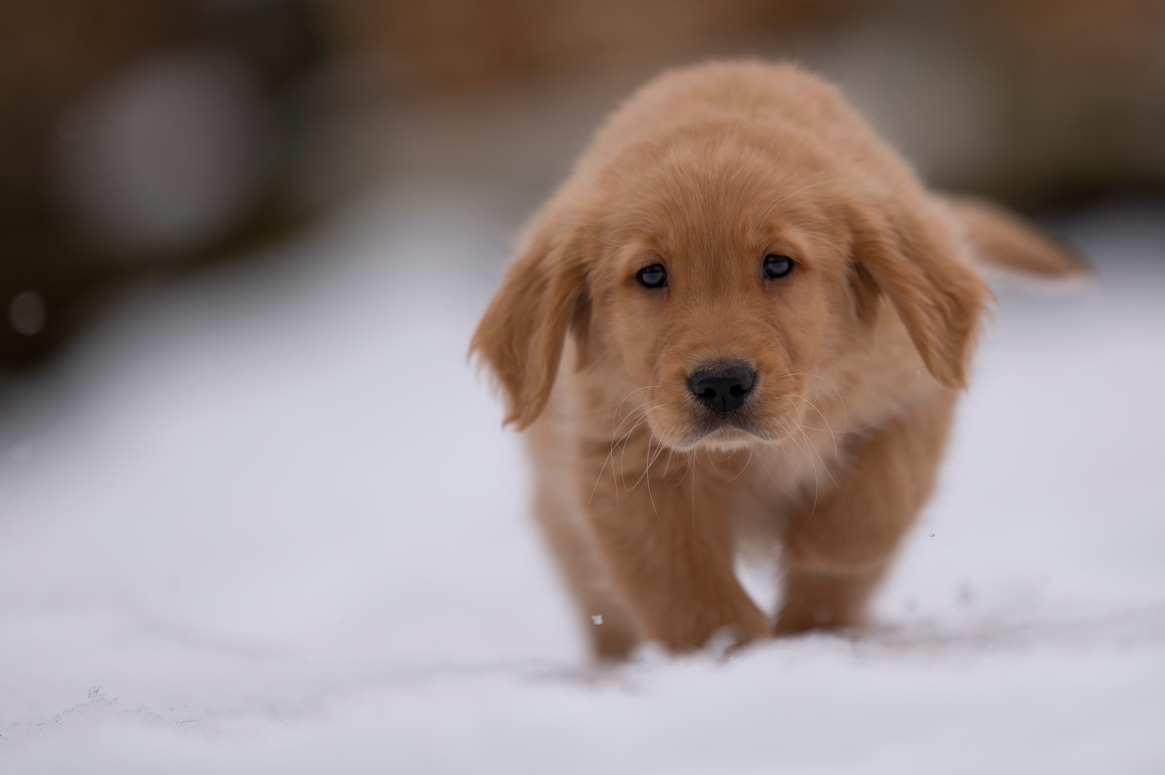 Puppies — VioRedM304