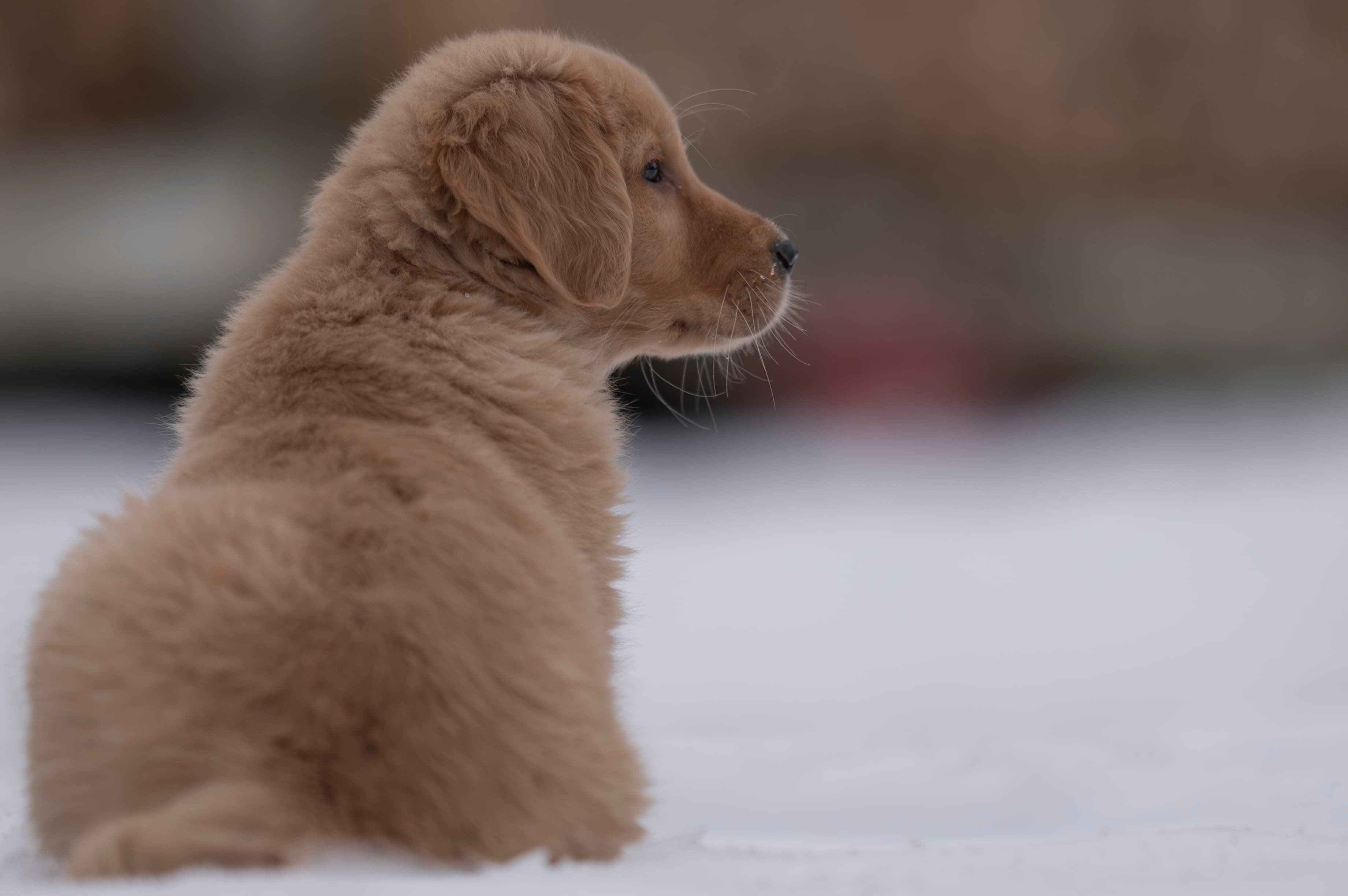 Puppies — VioRedM436