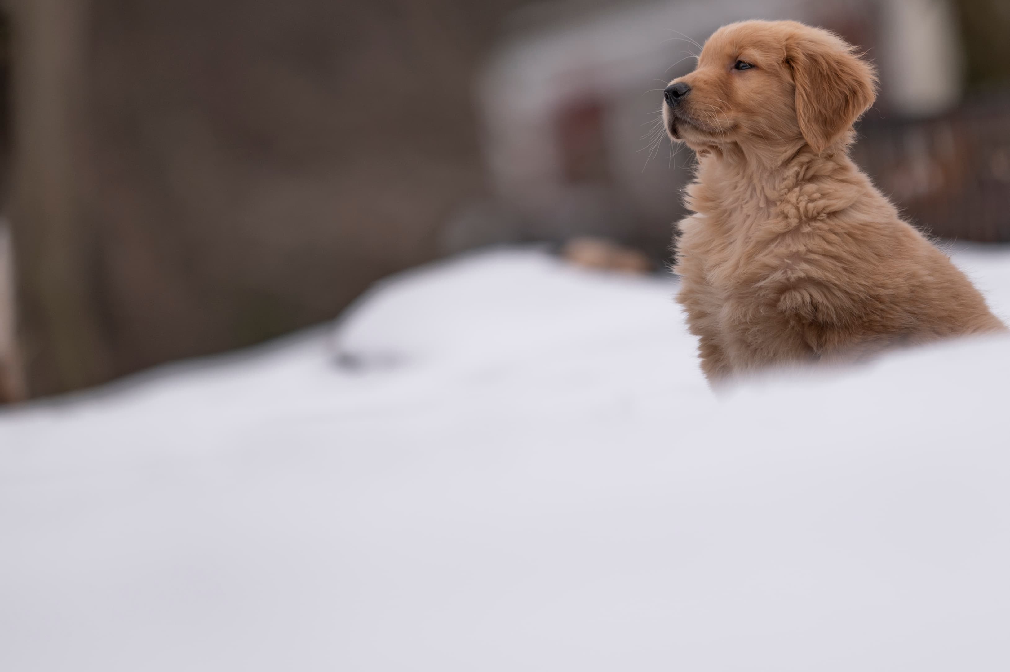 Puppies — VioRedM453 1