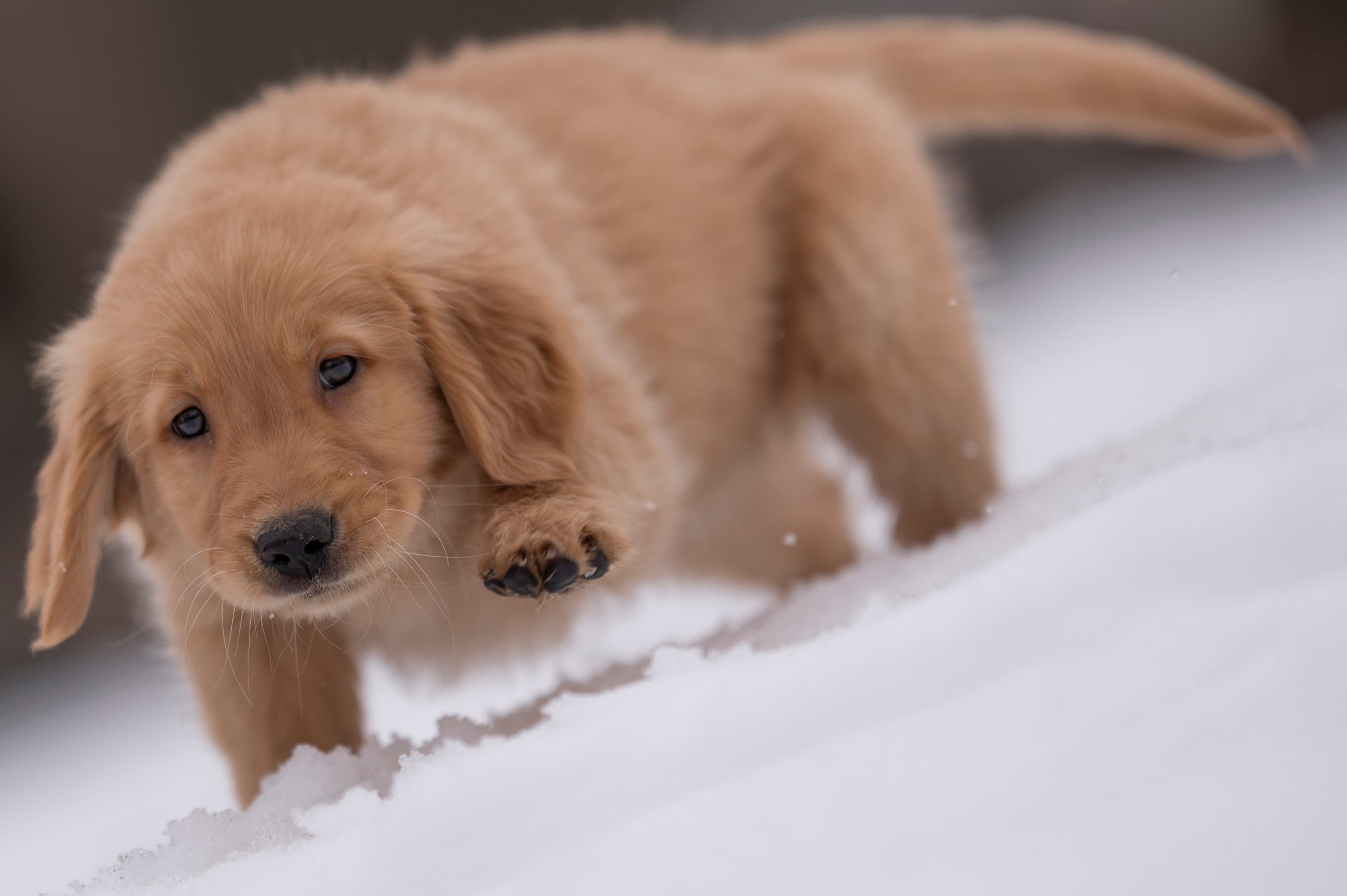 Puppies — VioRedM526