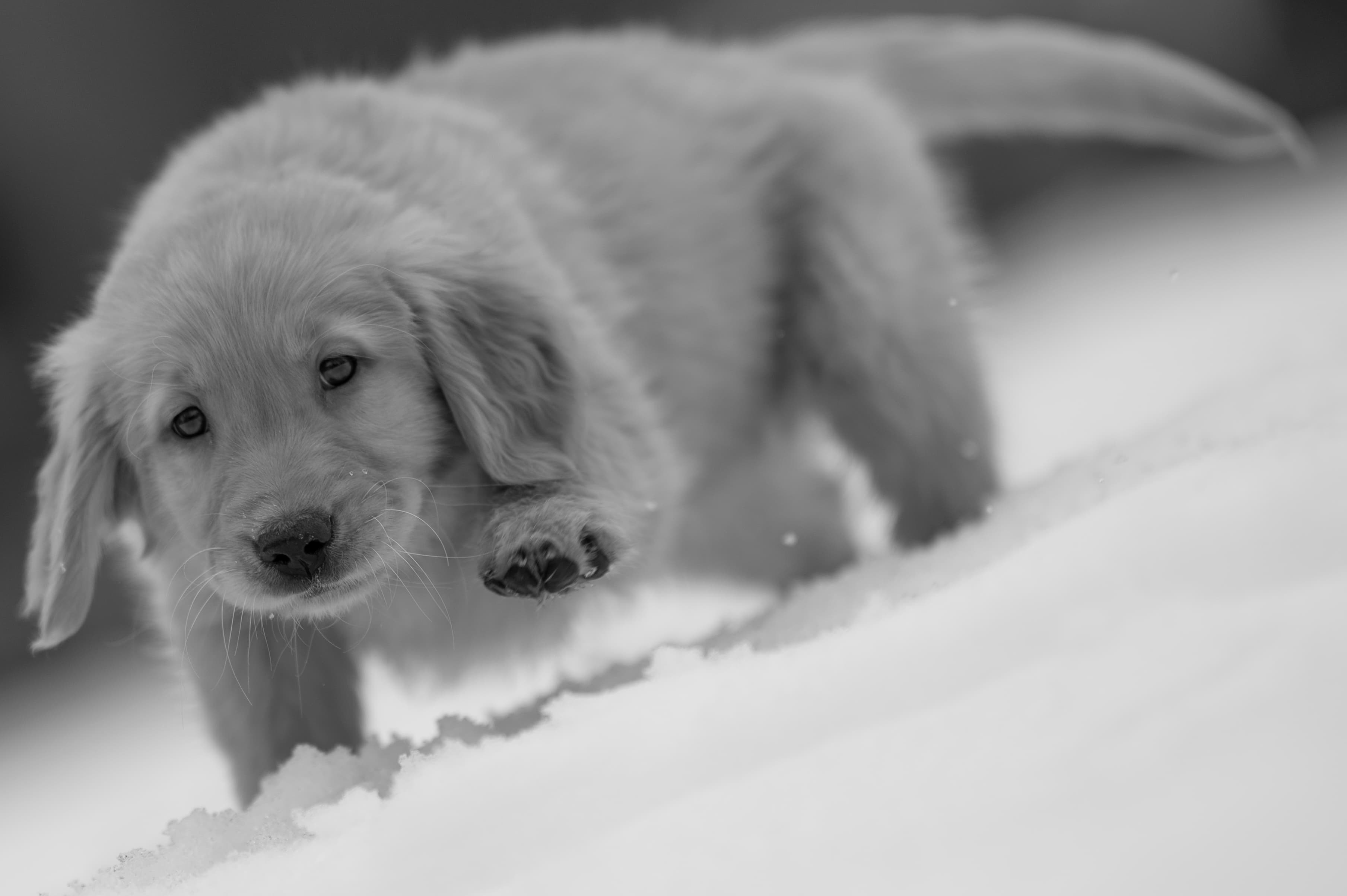 Puppies — VioRedM526 1