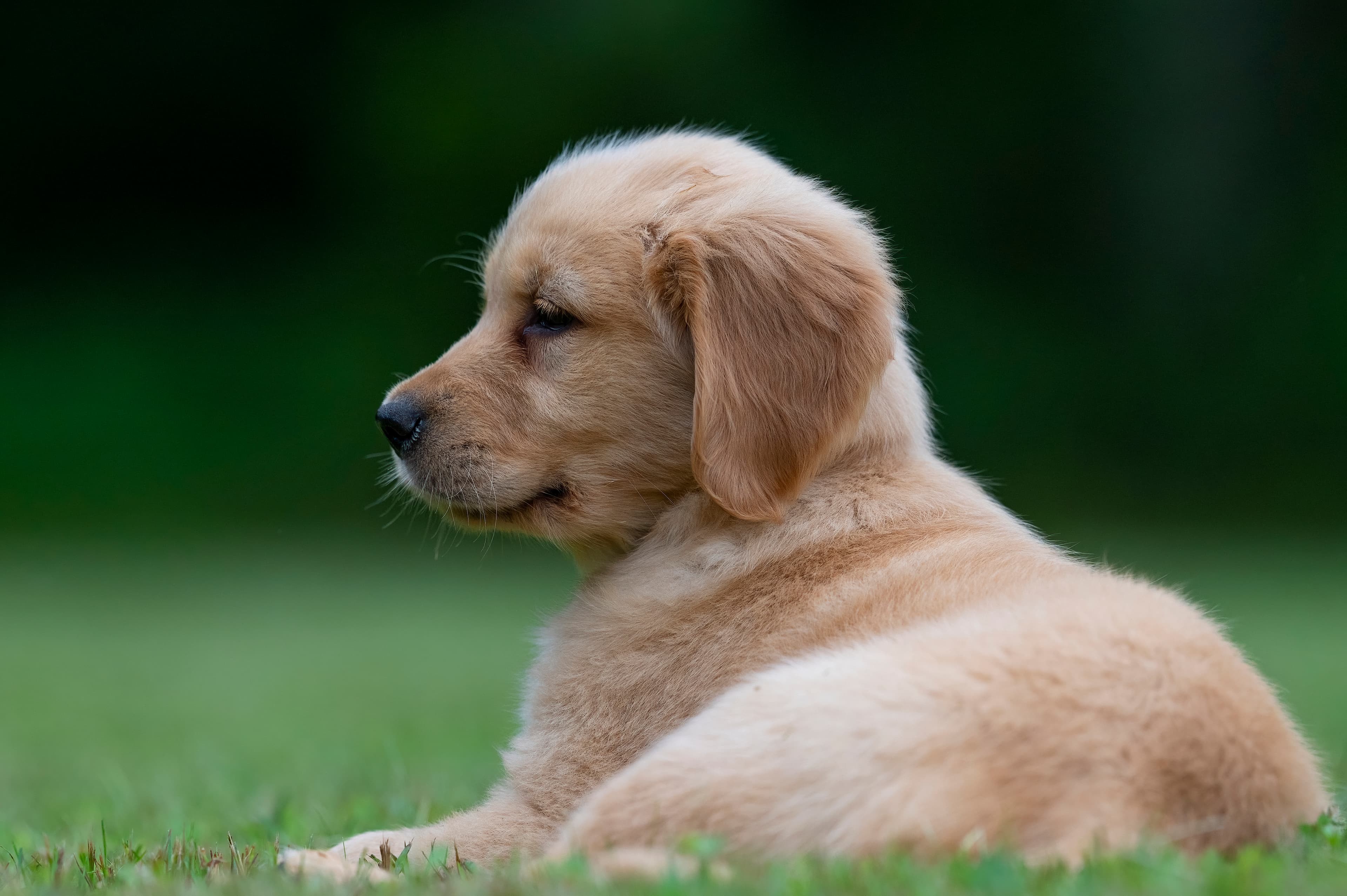 Puppies — Reds257 1 f