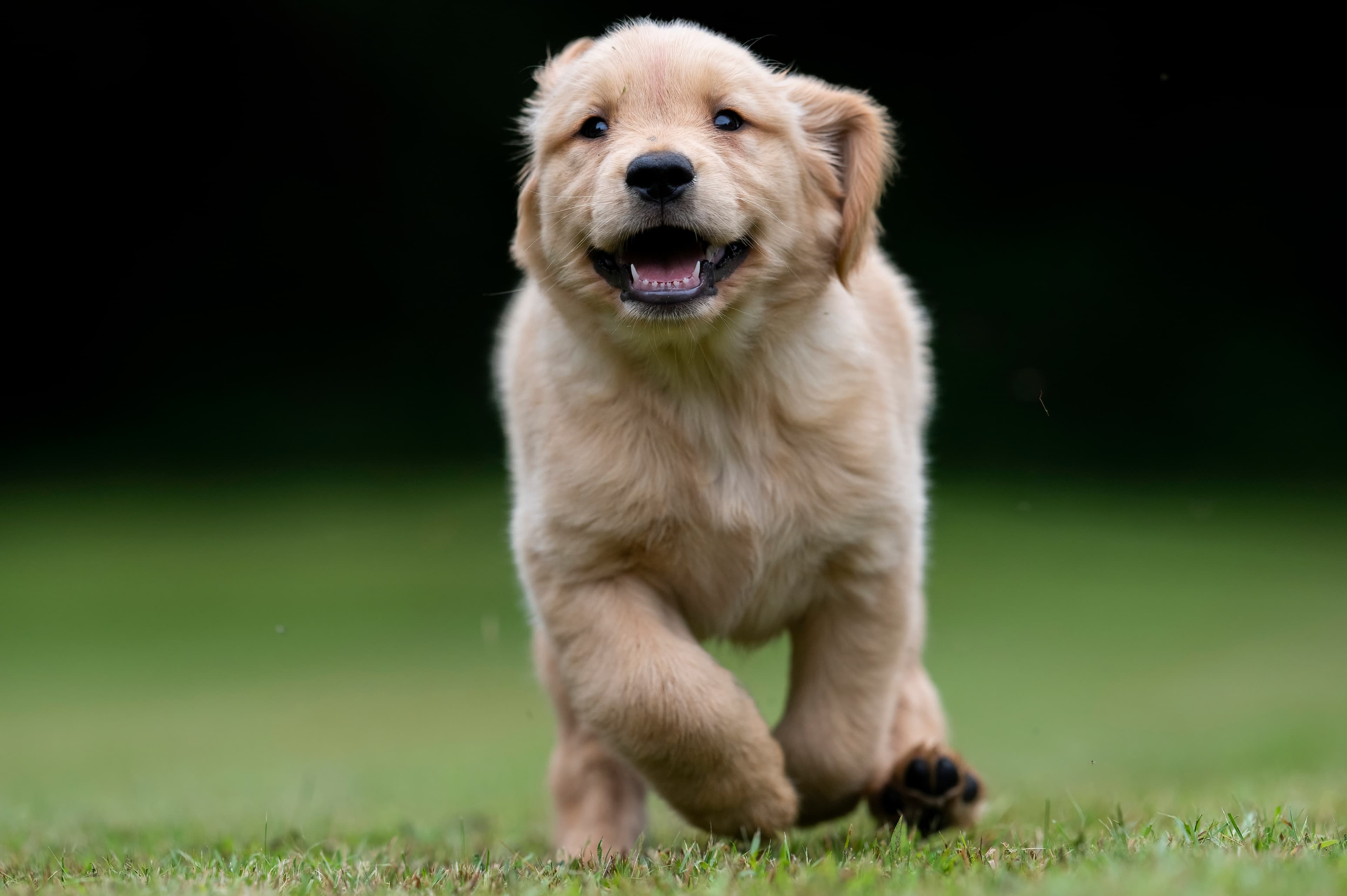 Puppies — eds