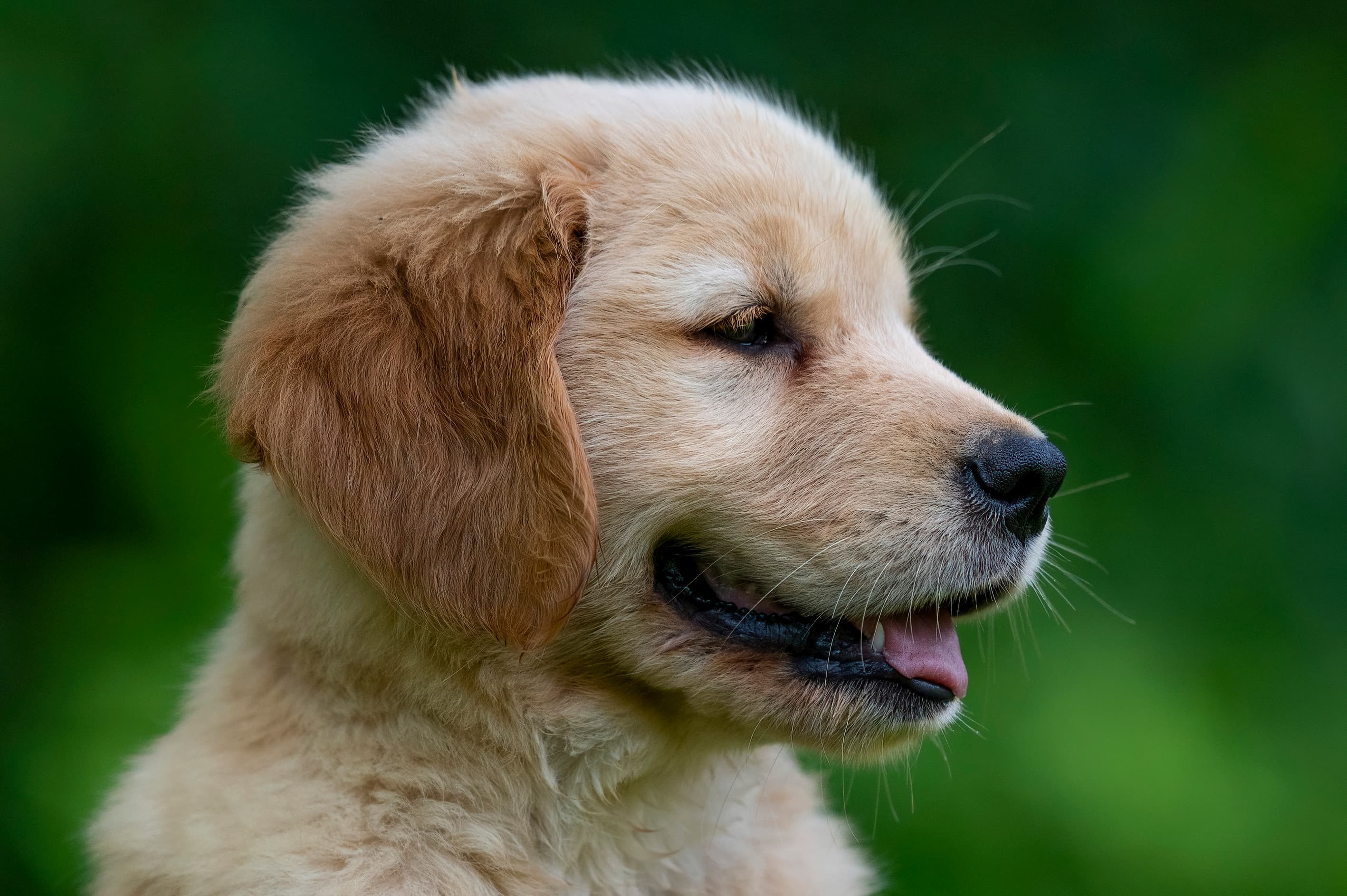 Puppies — fffff