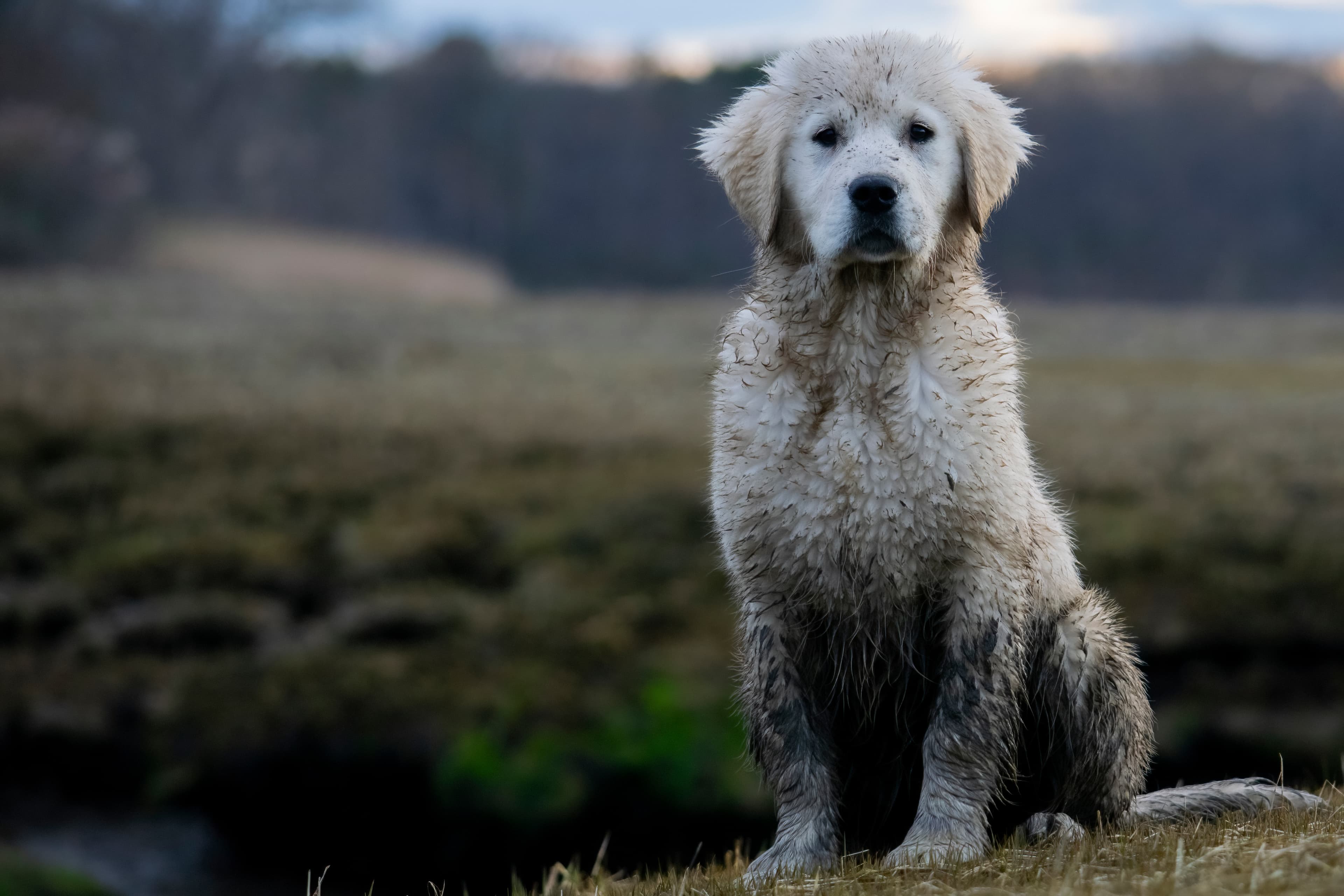 Puppies — NewHouse 0620 f