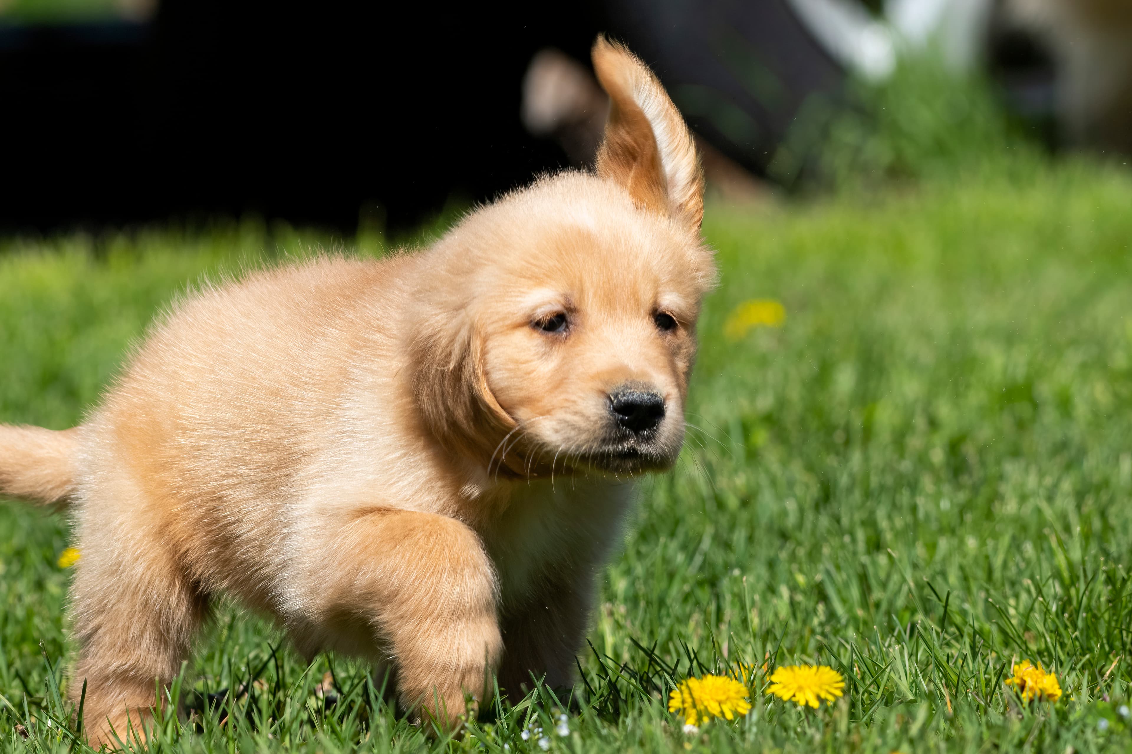 Puppies — SamPenny01