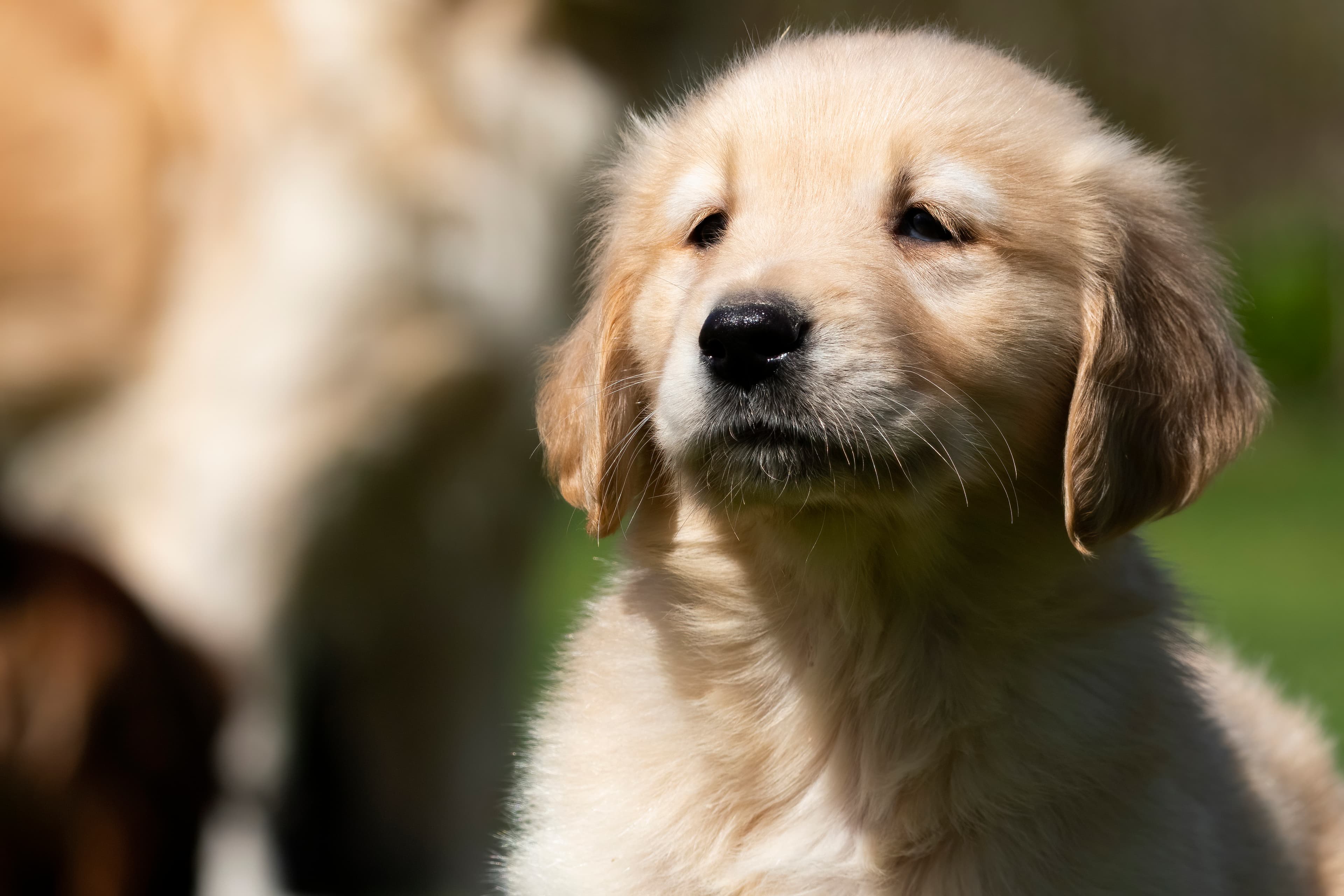 Puppies — SamPenny03