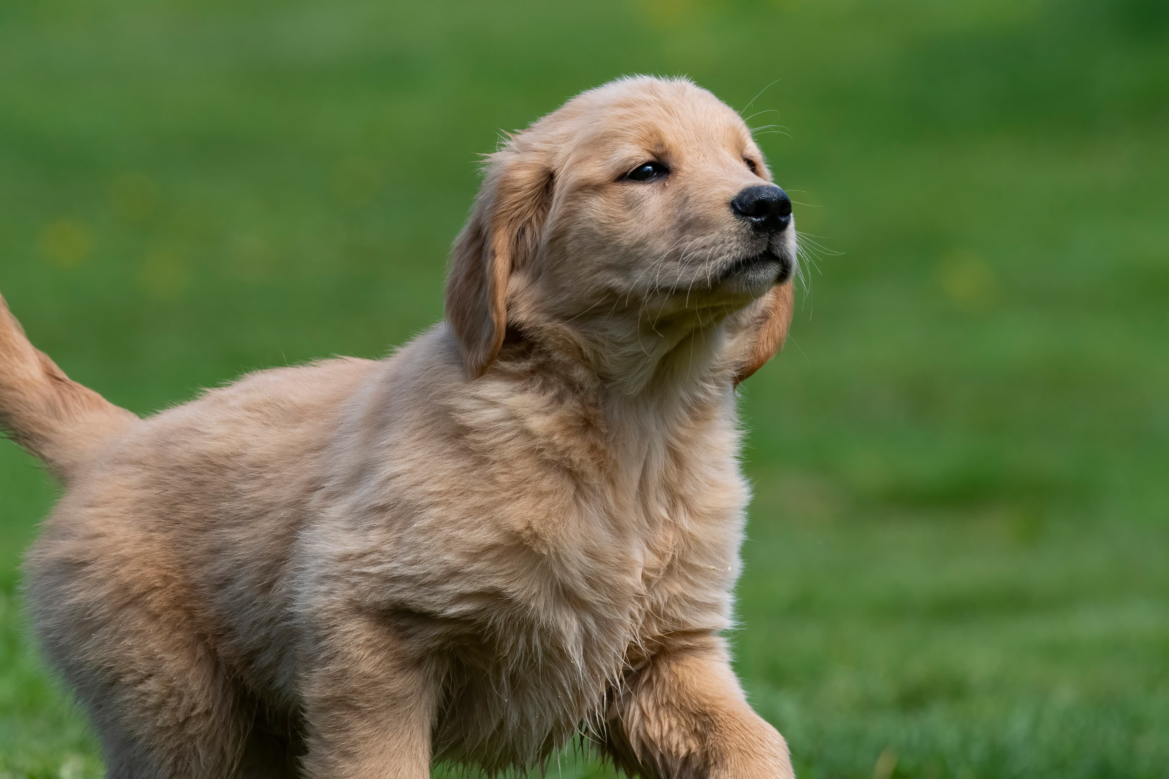 Puppies — SamPenny04