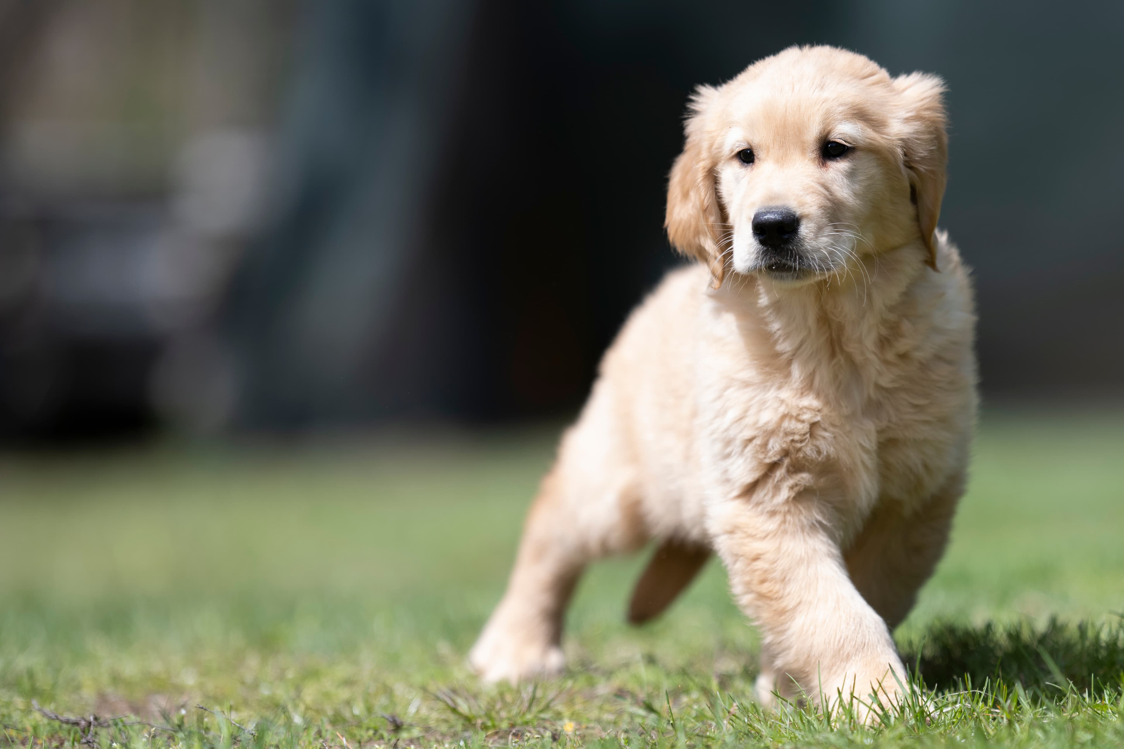 Puppies — WhiteRed Pups006