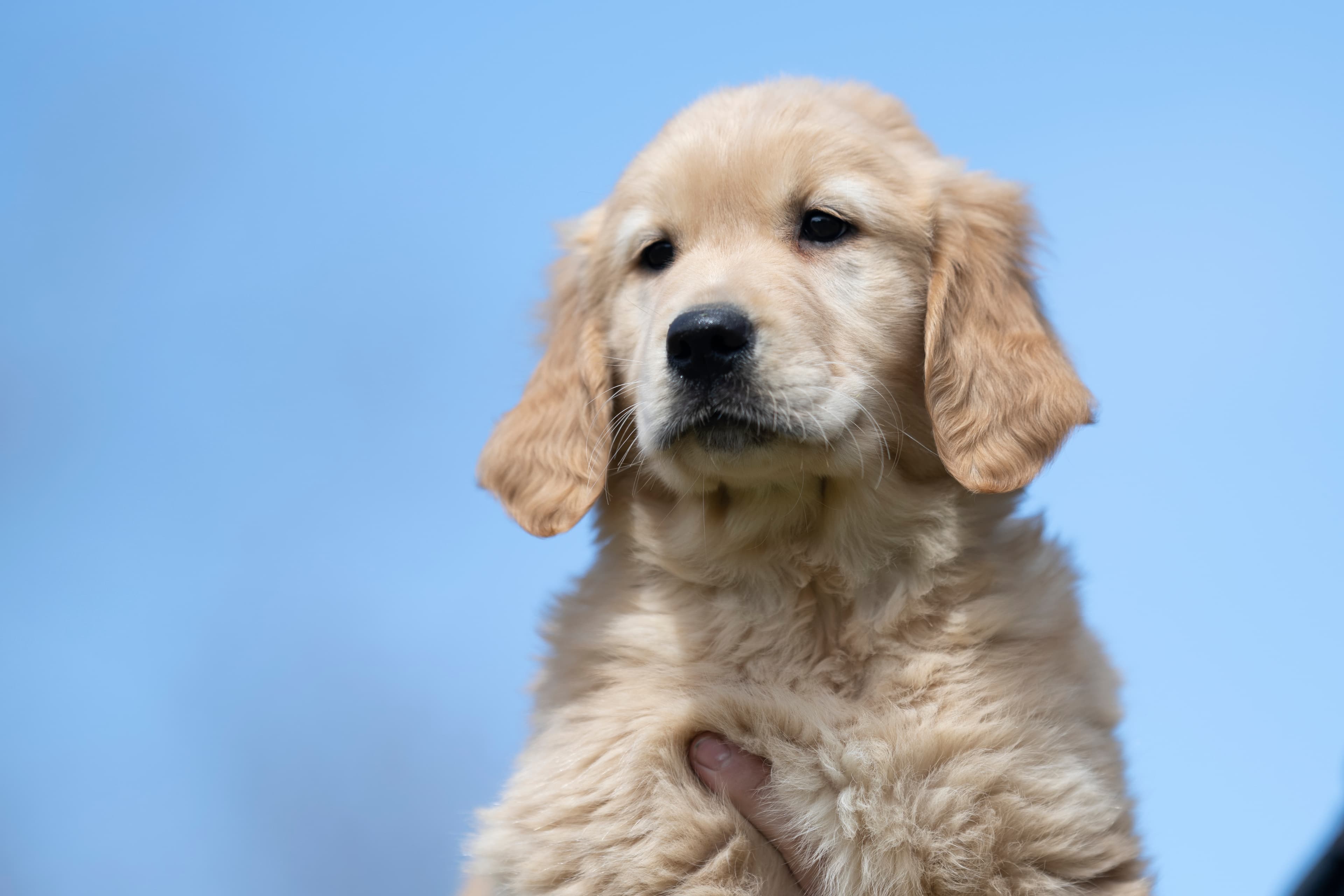 Puppies — WhiteRed Pups022