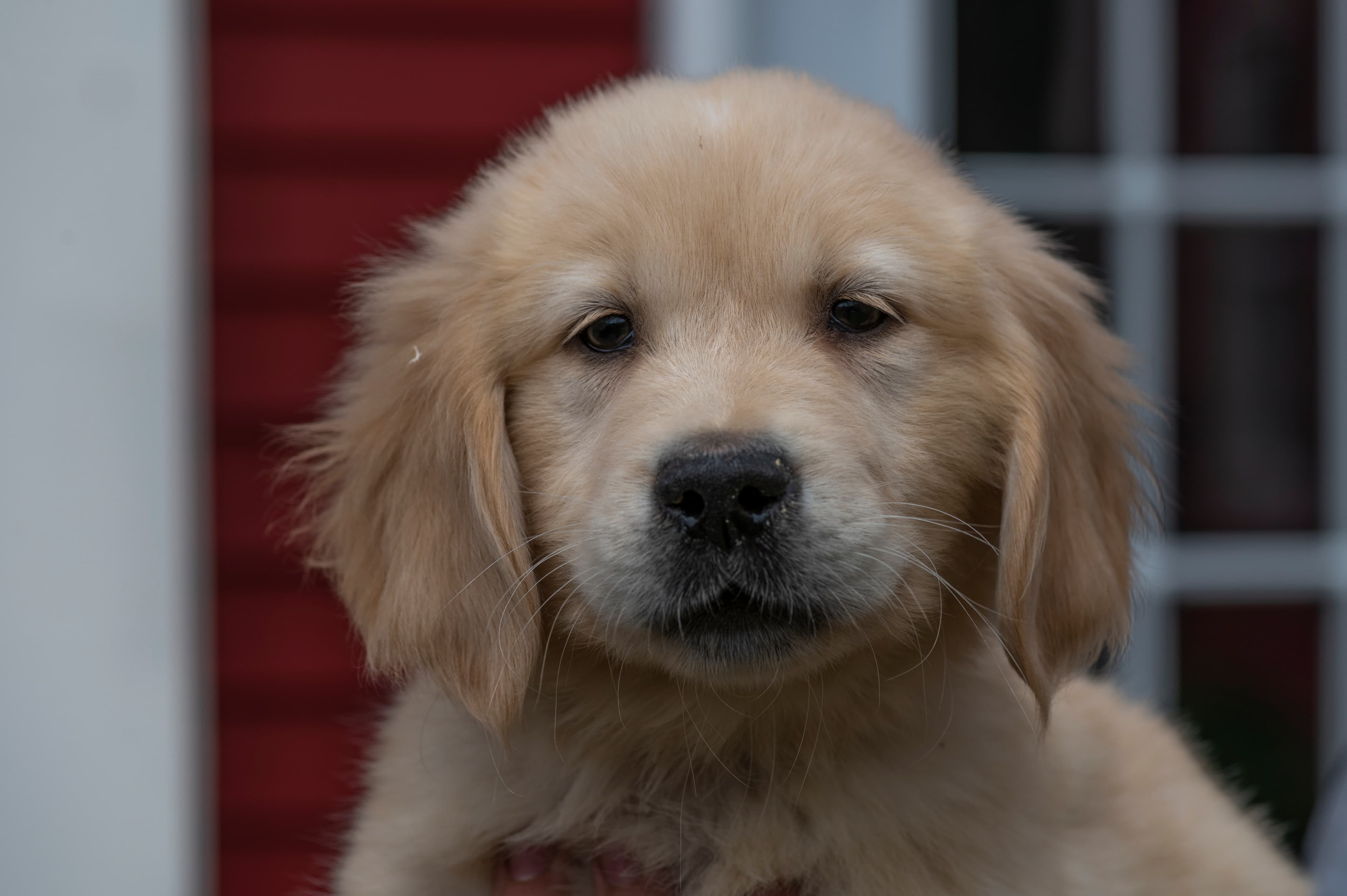 Puppies — BR Butter01