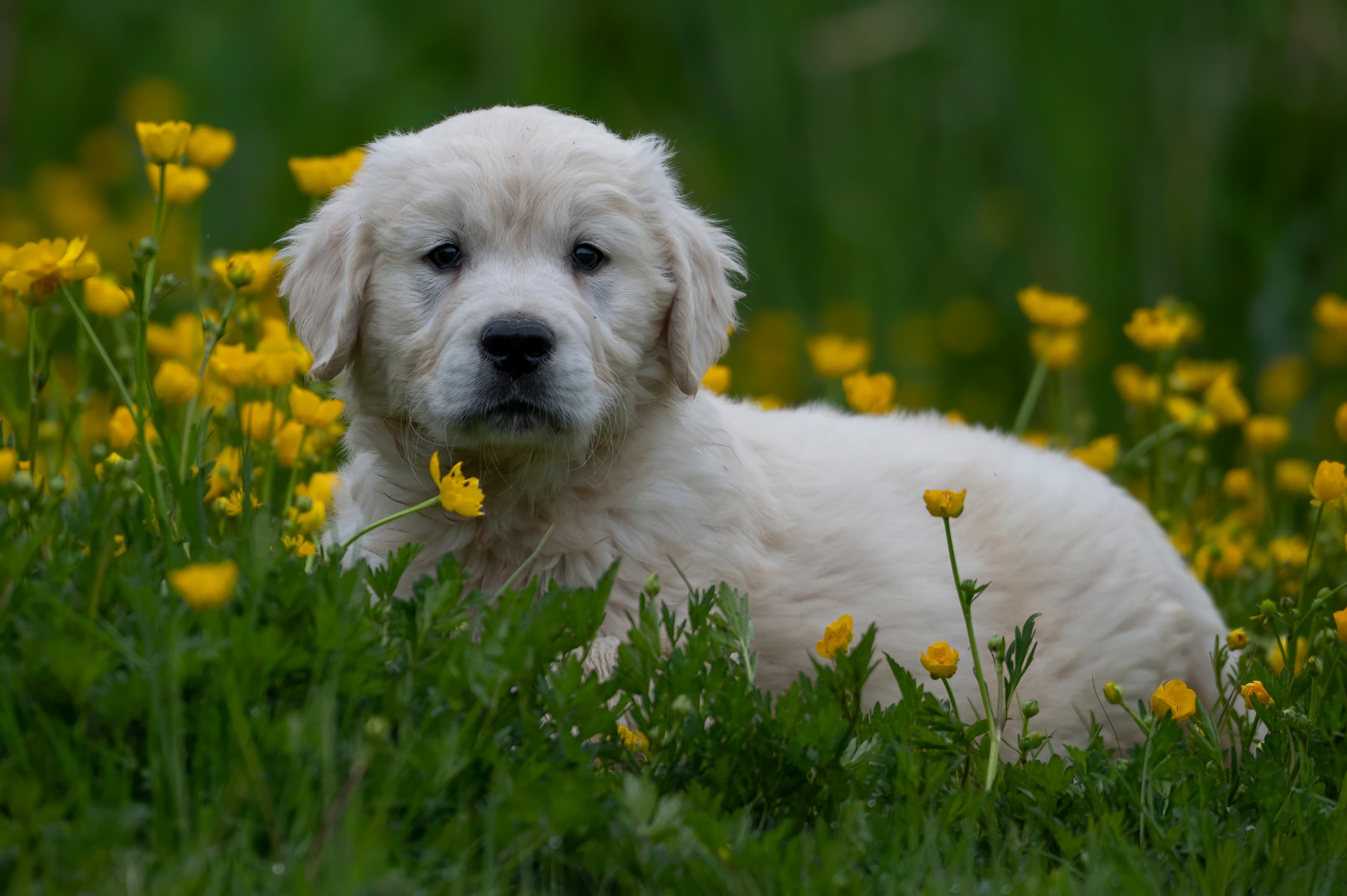 Puppies — RedWhitePups016 f