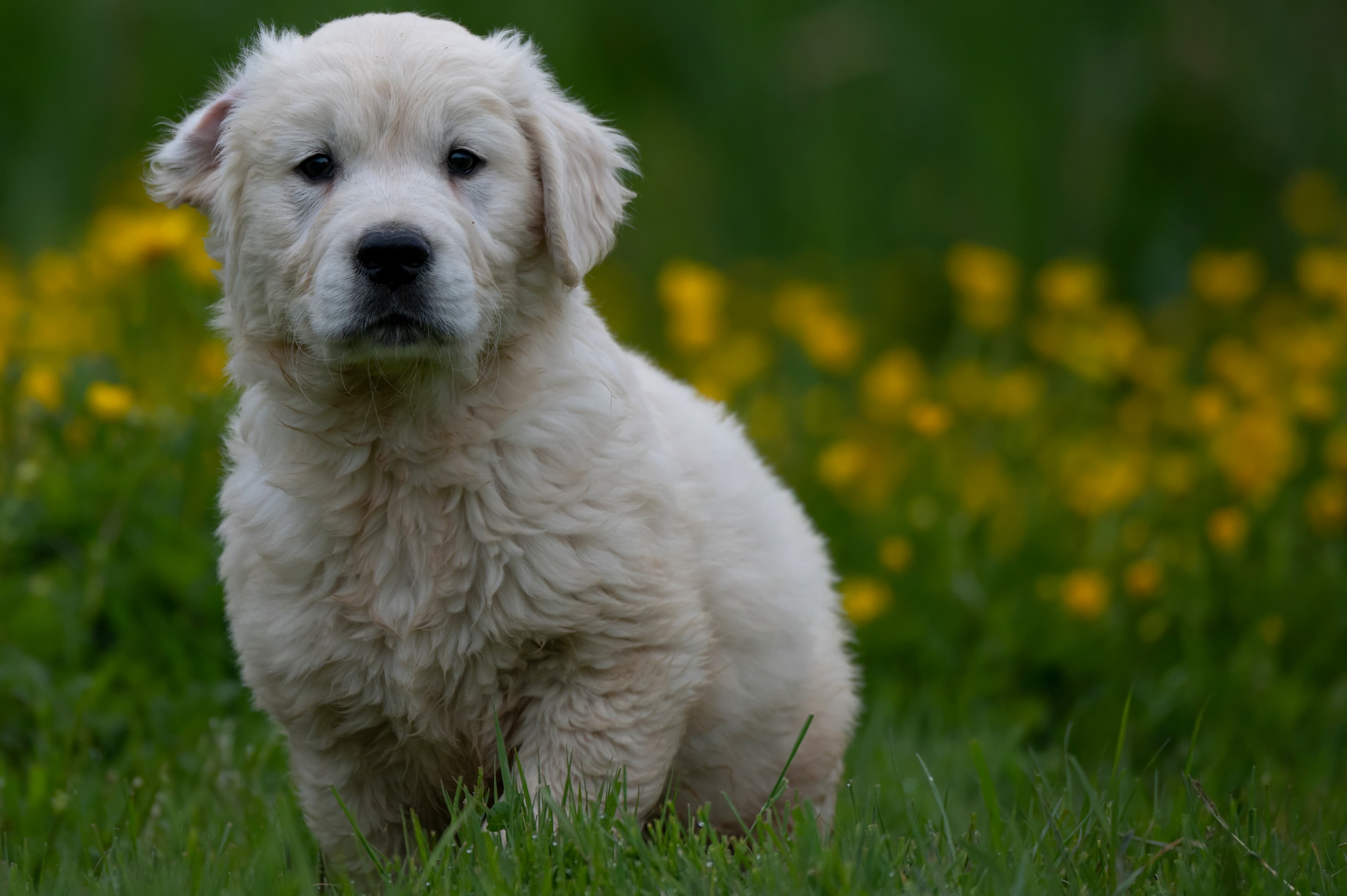 Puppies — RedWhitePups038 f