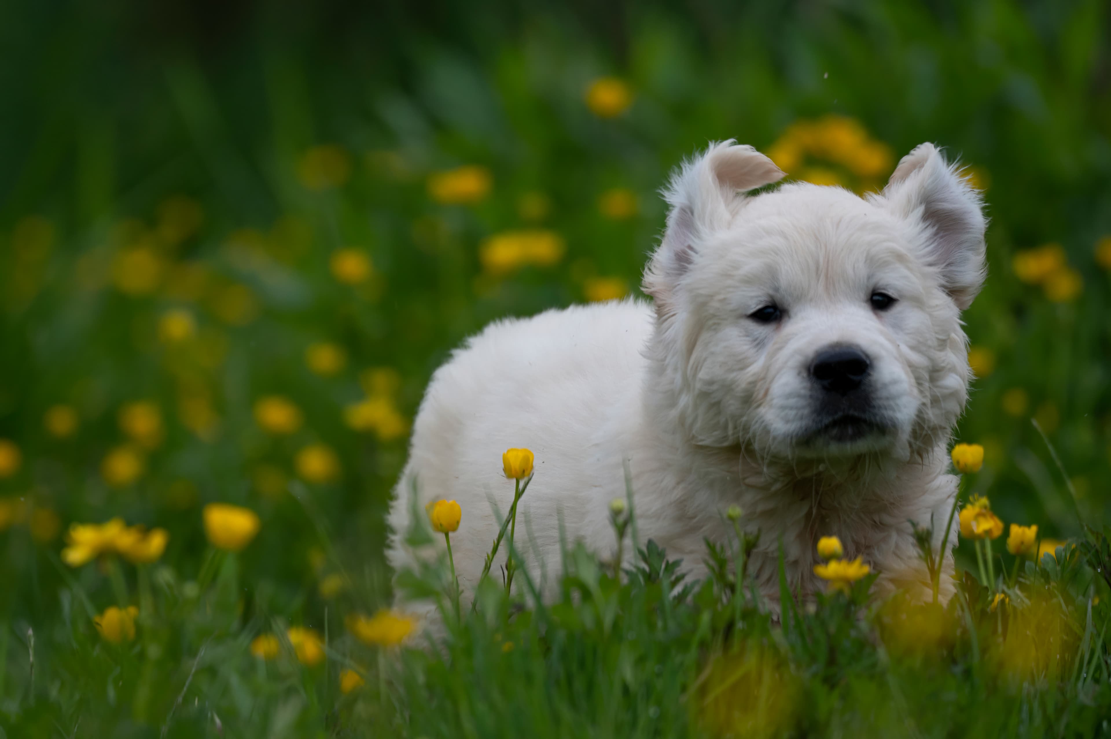 Puppies — RedWhitePups067 f
