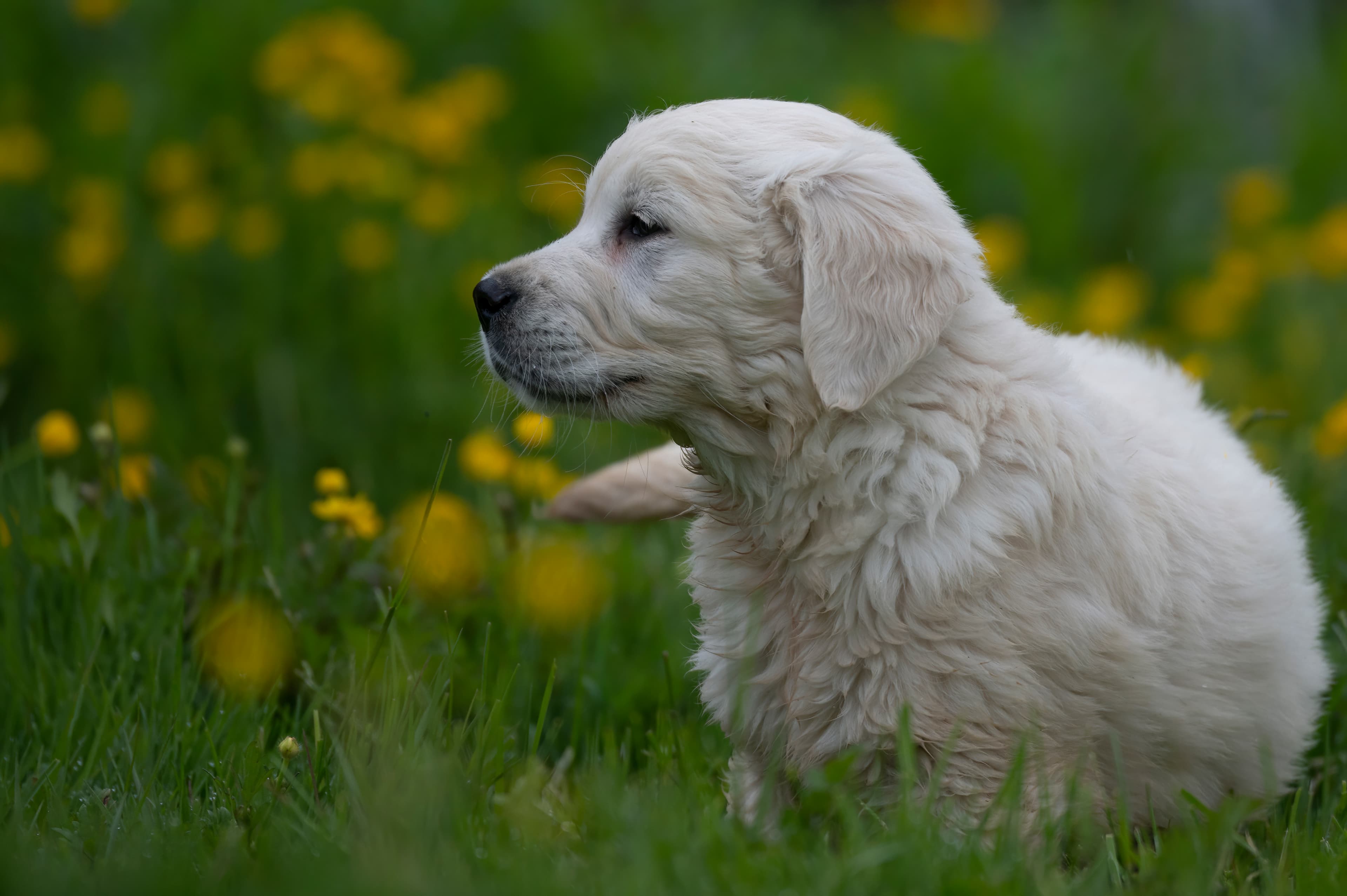 Puppies — RedWhitePups089 f