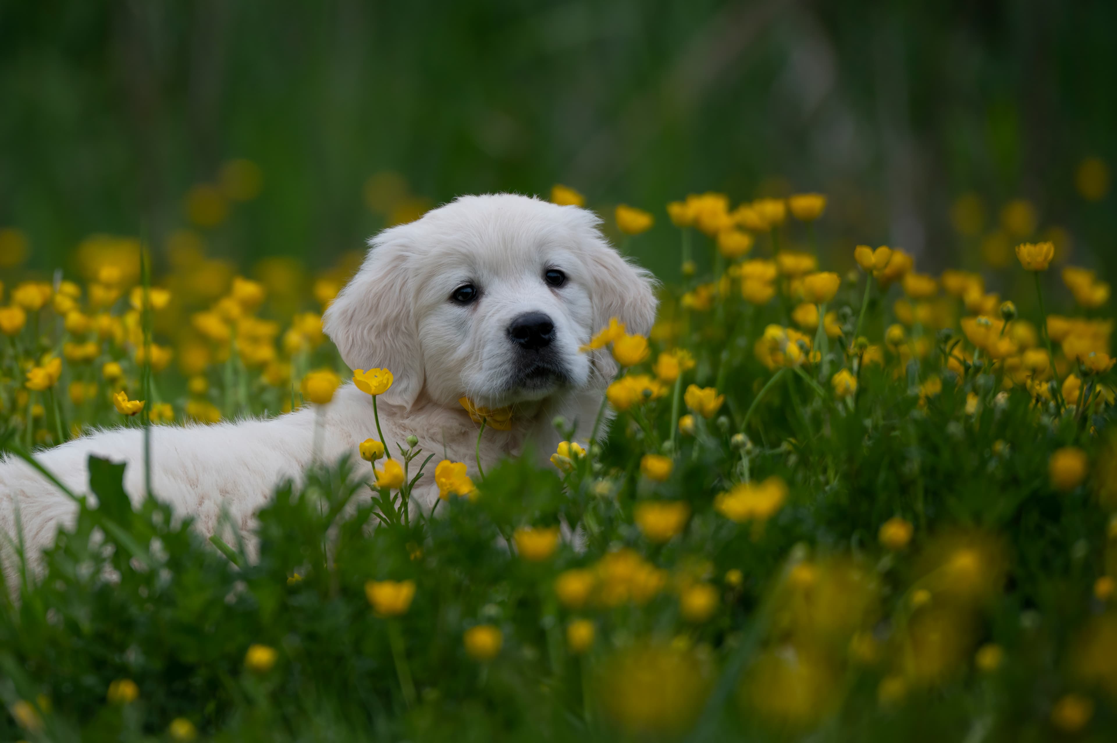 Puppies — RedWhitePups133 f
