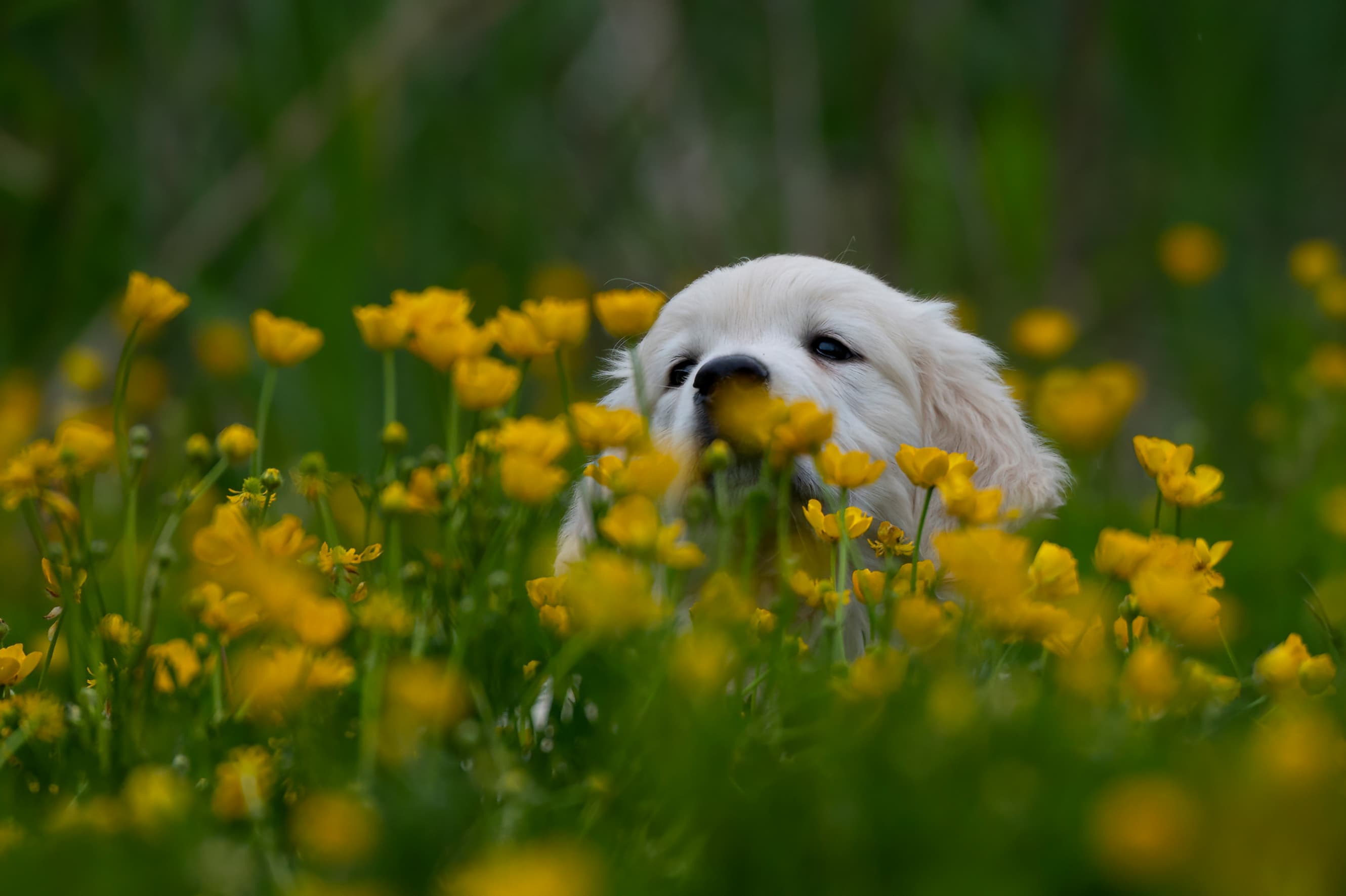 Puppies — RedWhitePups158 f