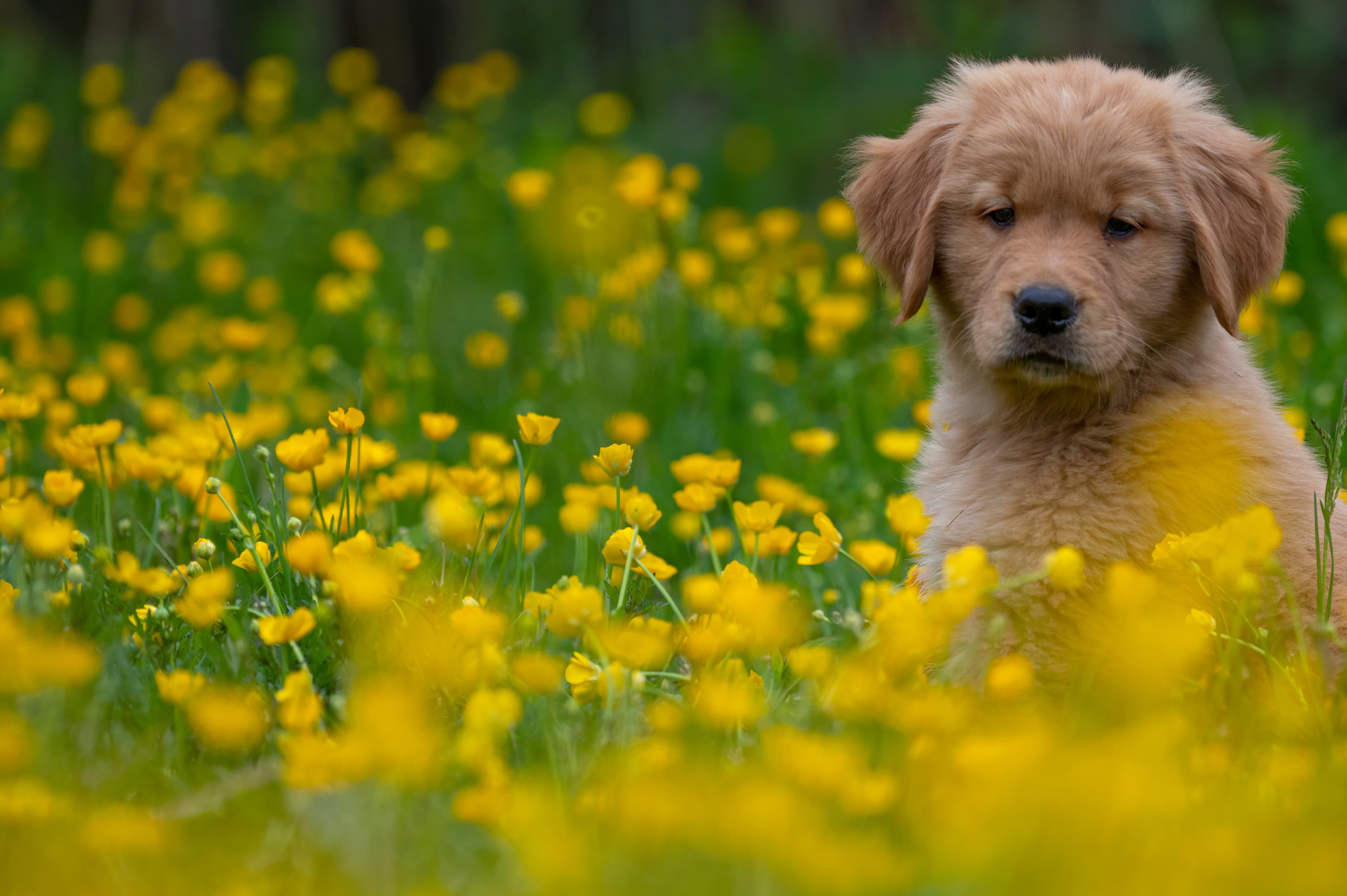 Puppies — RedWhitePups2690 f