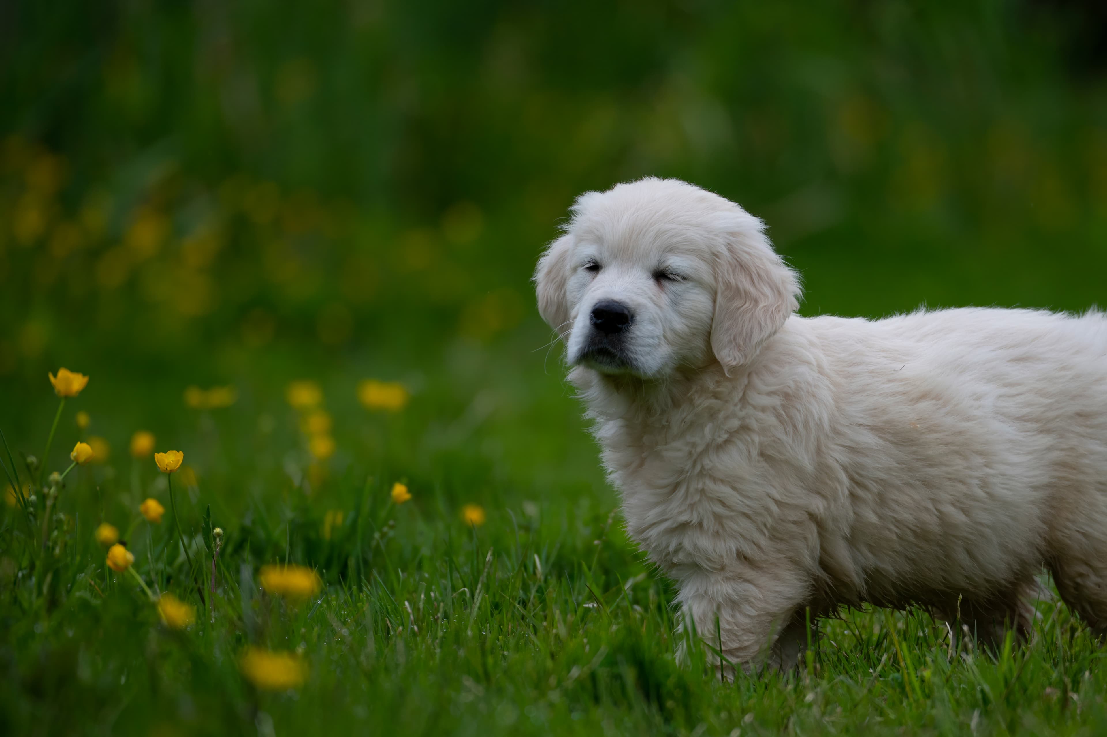 Puppies — RedWhitePups270 f