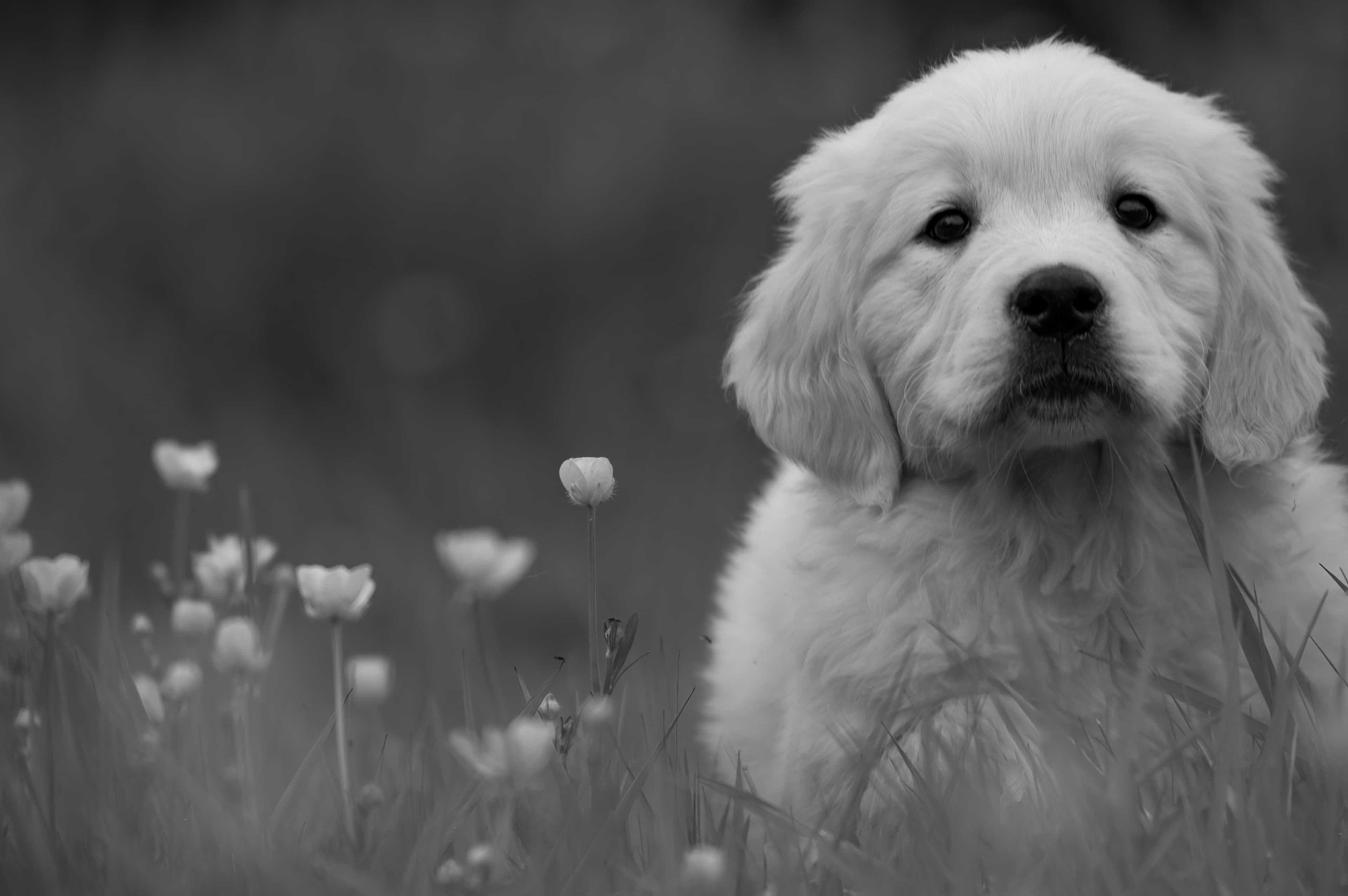 Puppies — RedWhitePups388 f