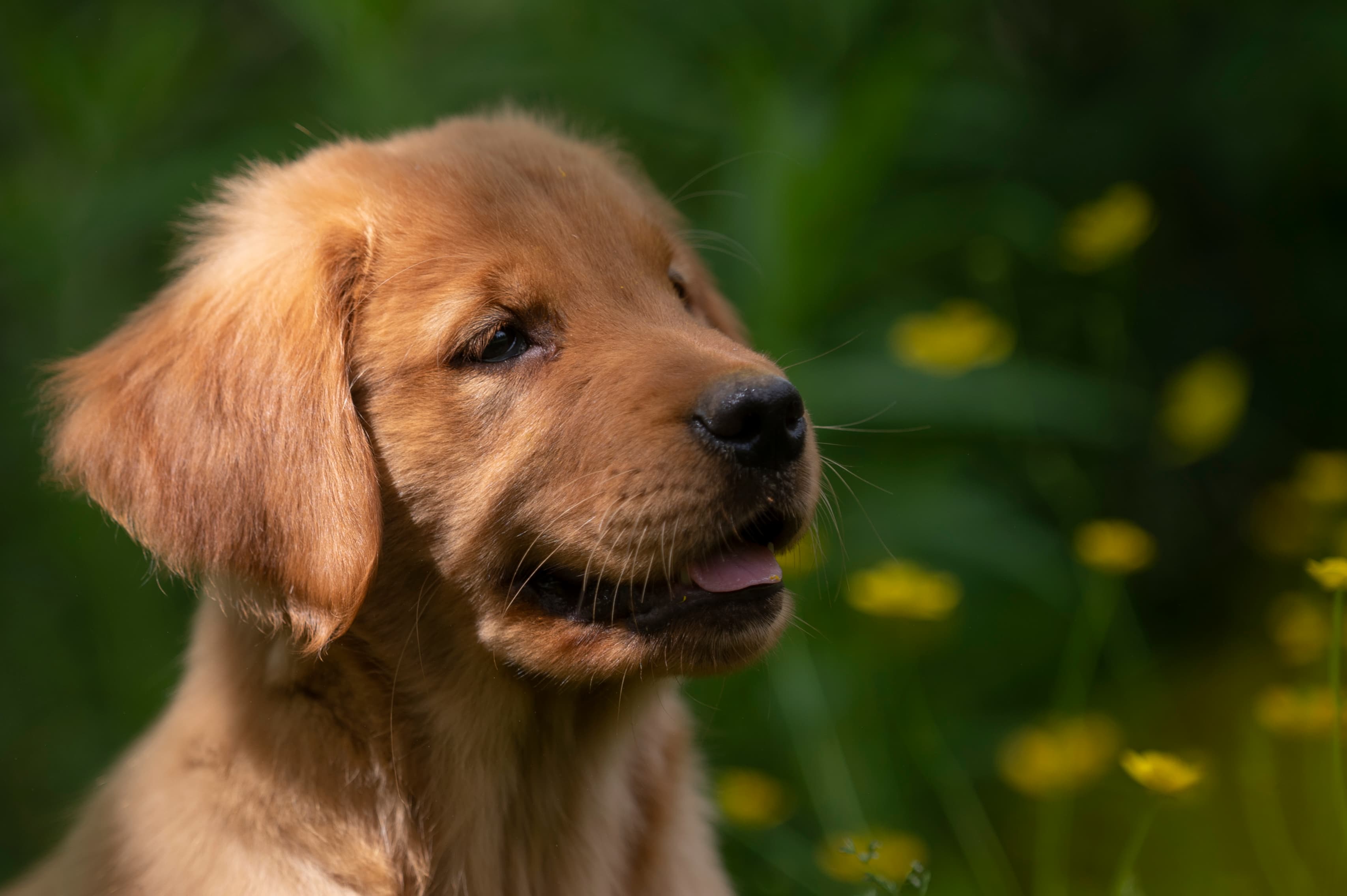 Puppies — RedPups069